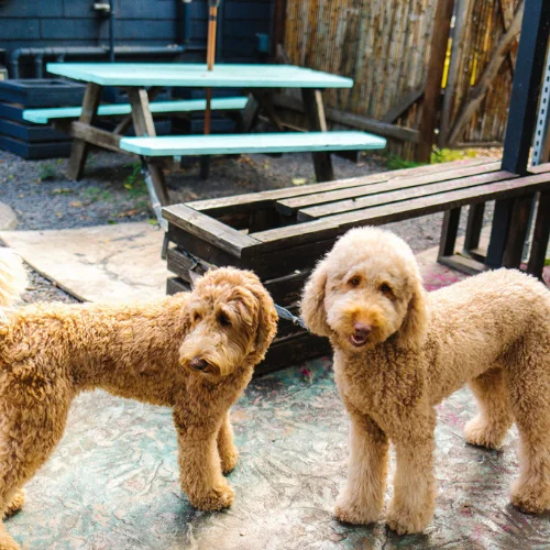 Two playful dogs in a cozy outdoor setting