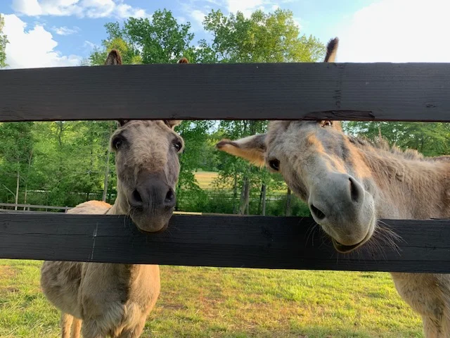 Two curious horses peeking through a wooden fence