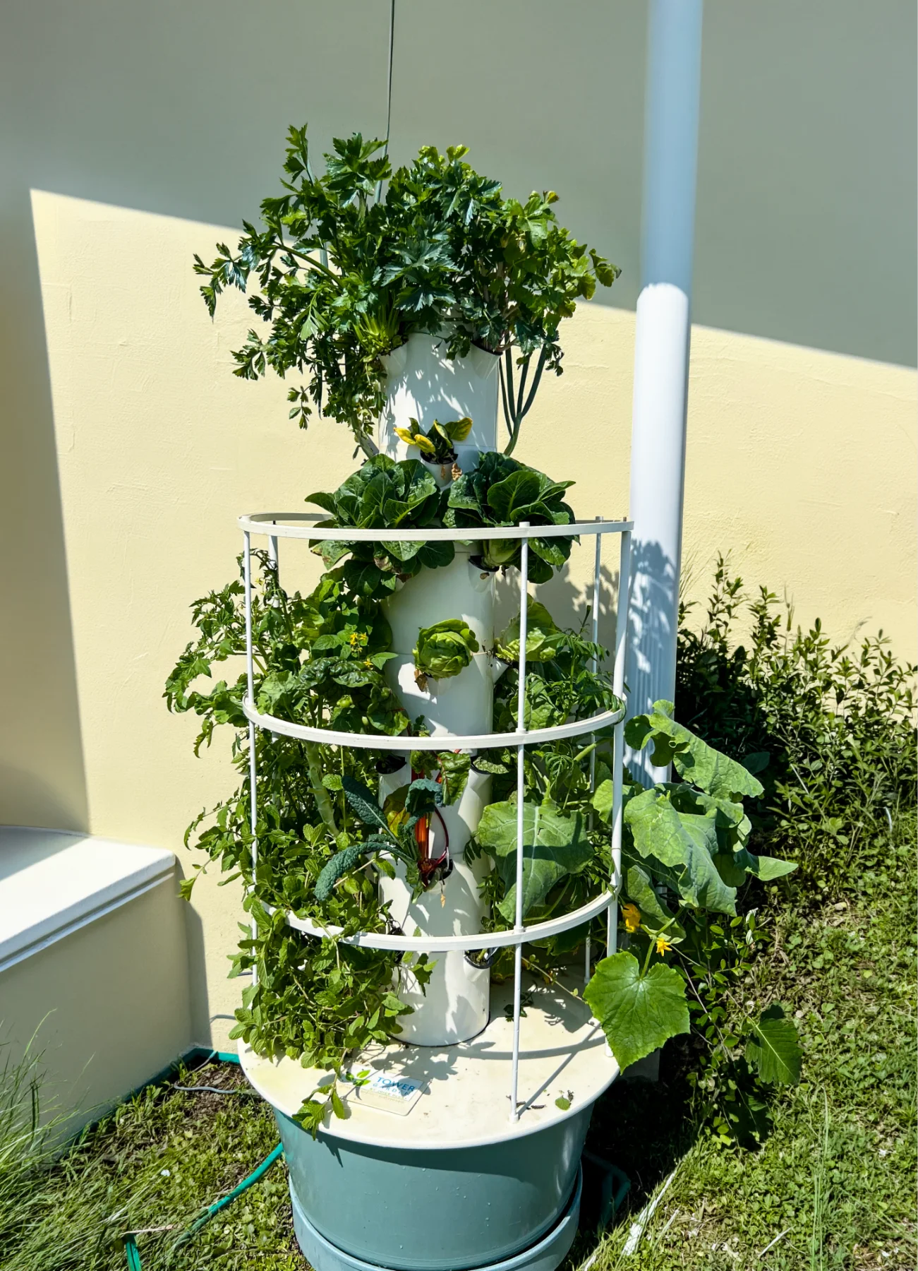 Hydroponic tower garden with fresh lettuce