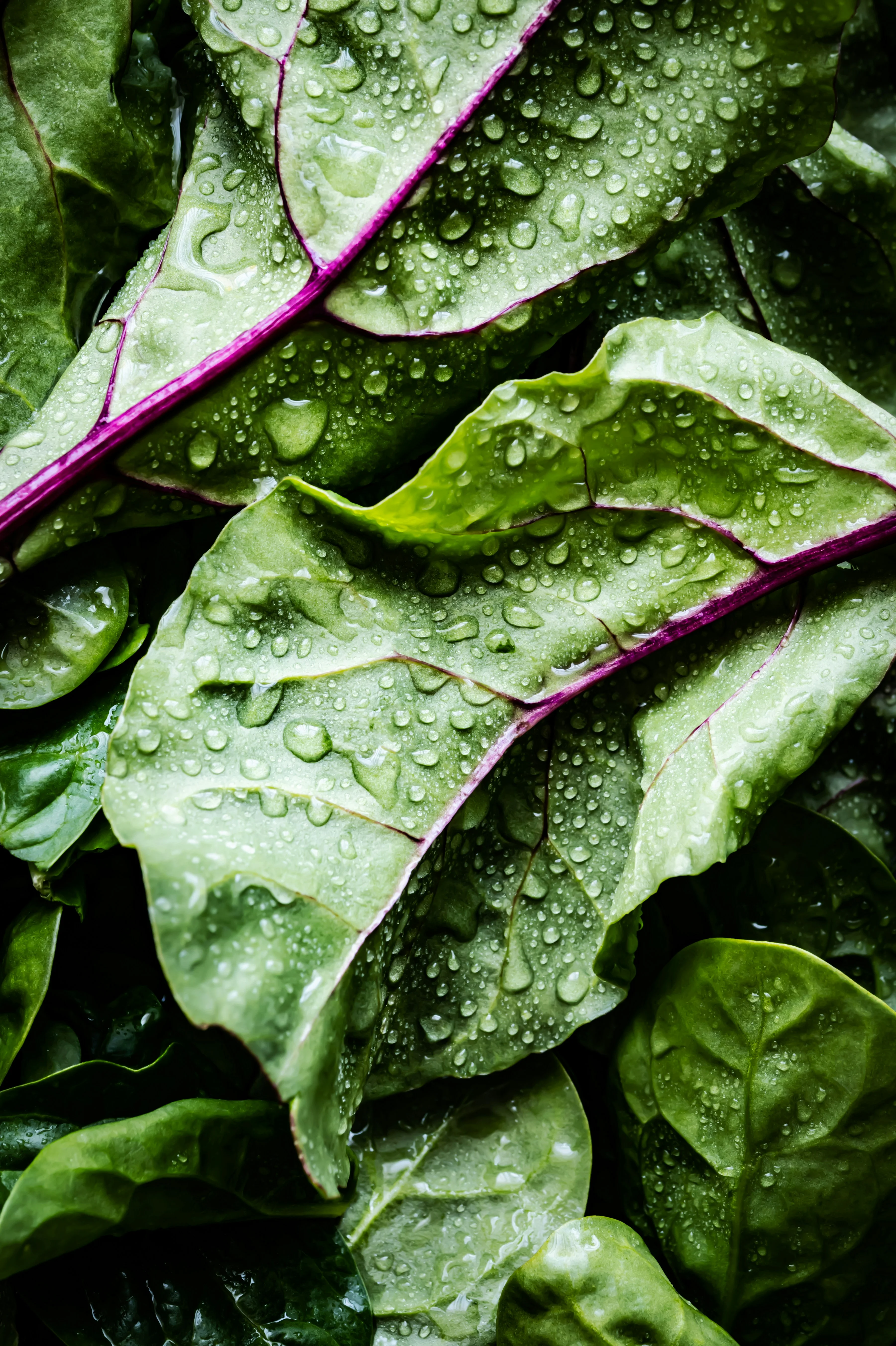 Fresh Swiss chard leaves with water droplets