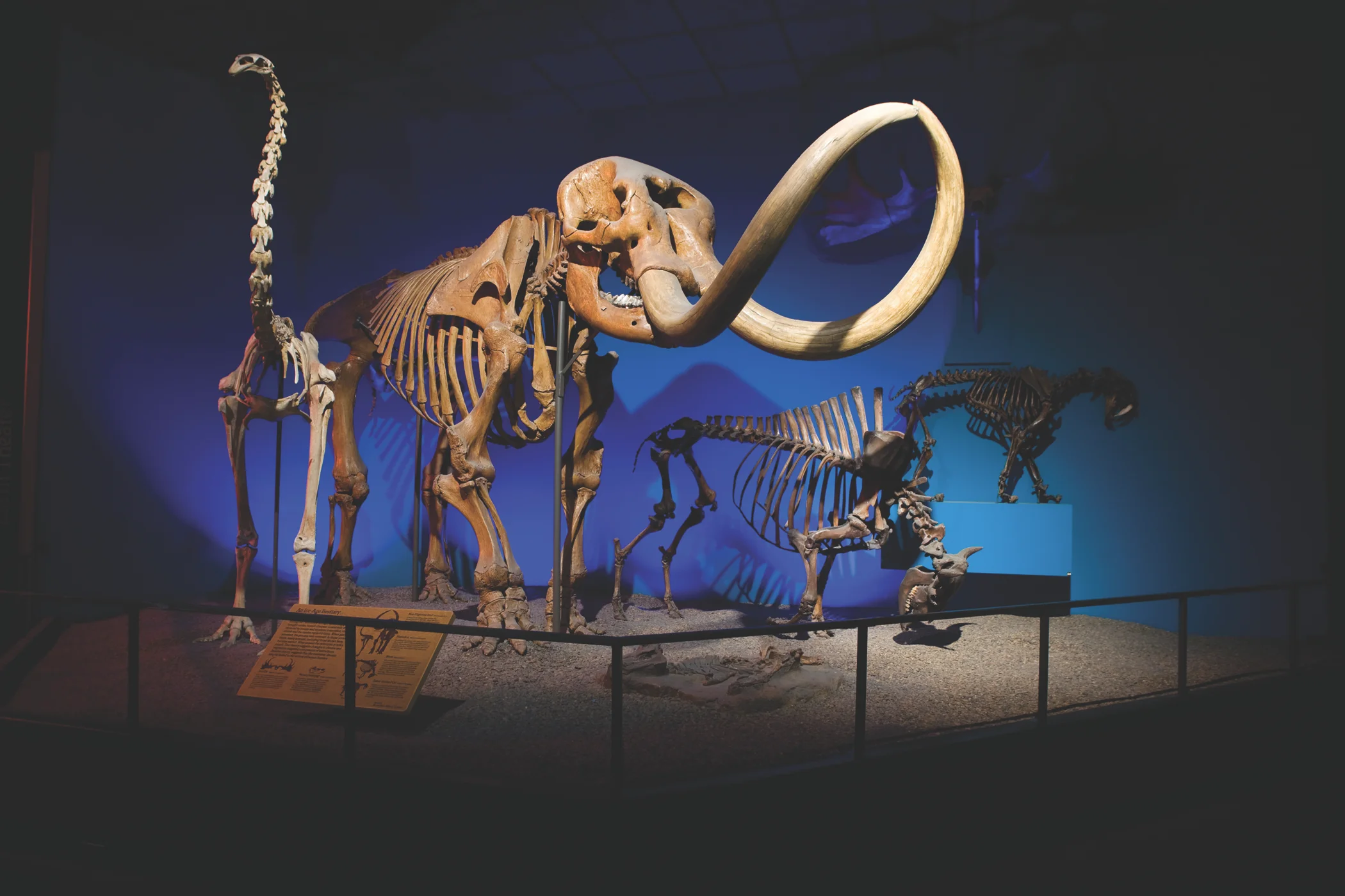 Interior view of the Milwaukee Public Museum showcasing dinosaur bones.