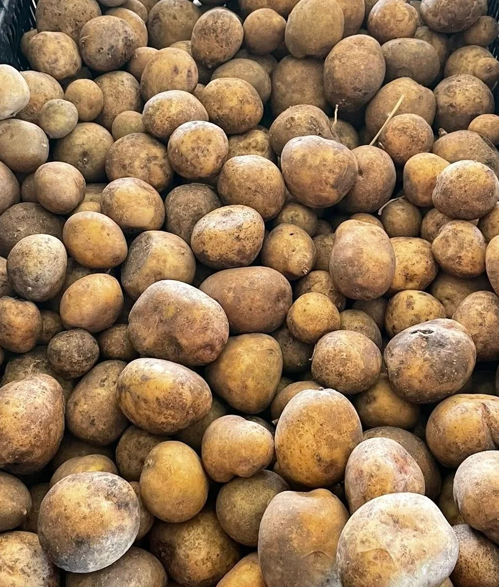 Freshly harvested potatoes in a crate