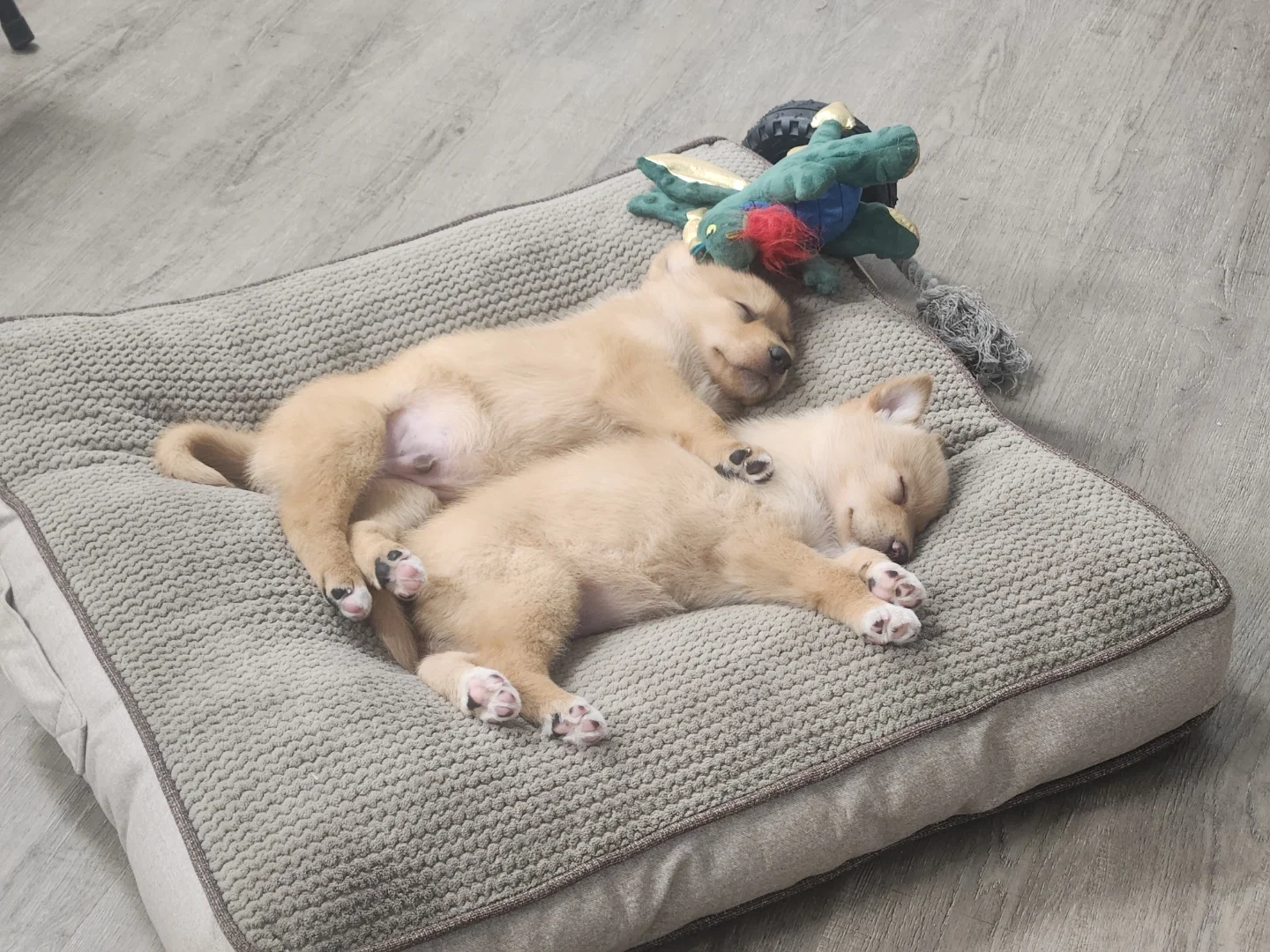 Puppies Snoozing