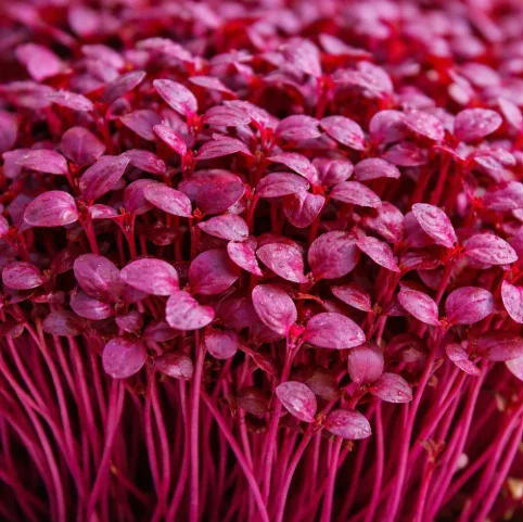 Vibrant red microgreens ready for culinary use