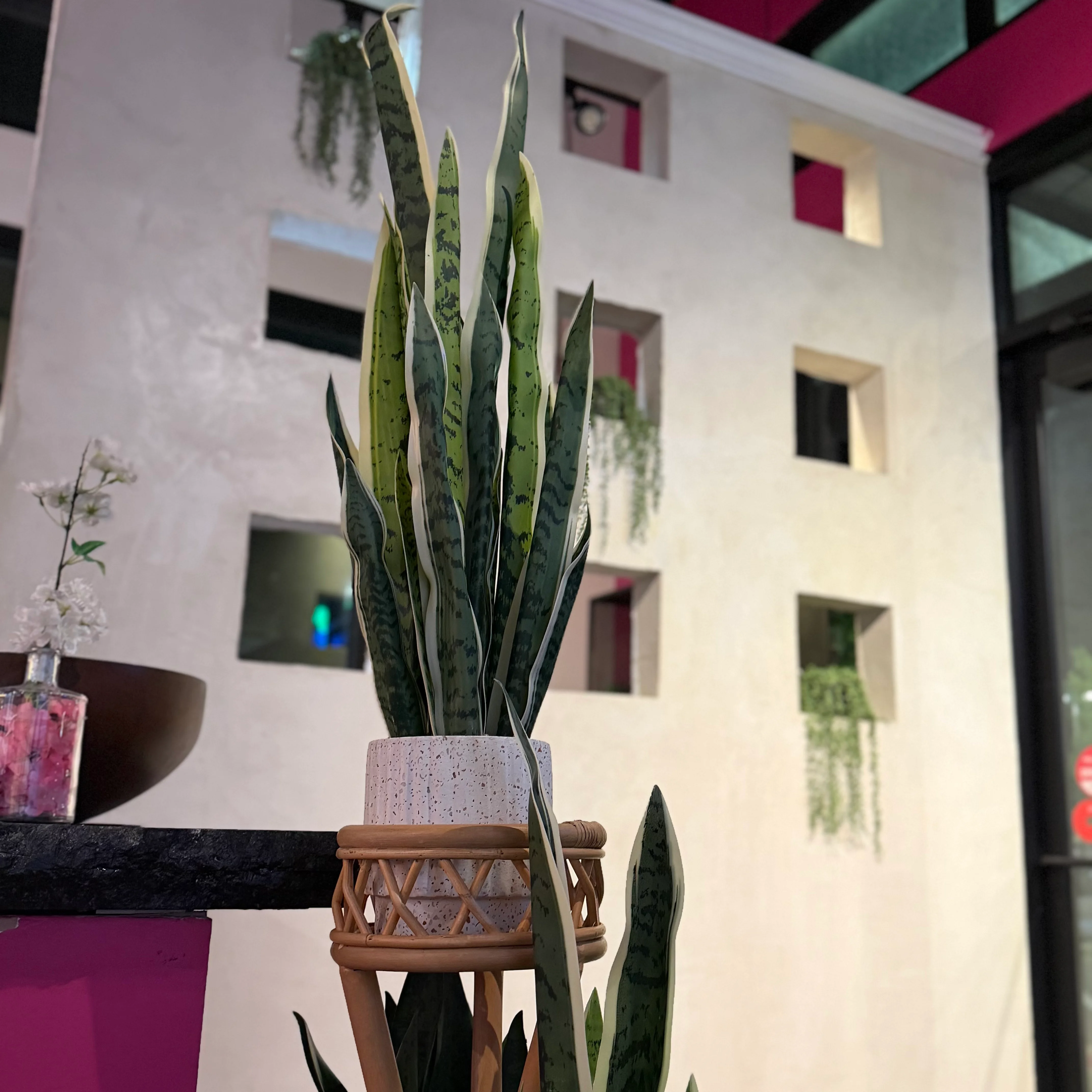 Colorful restaurant interior with potted tropical plant and woven wall decor