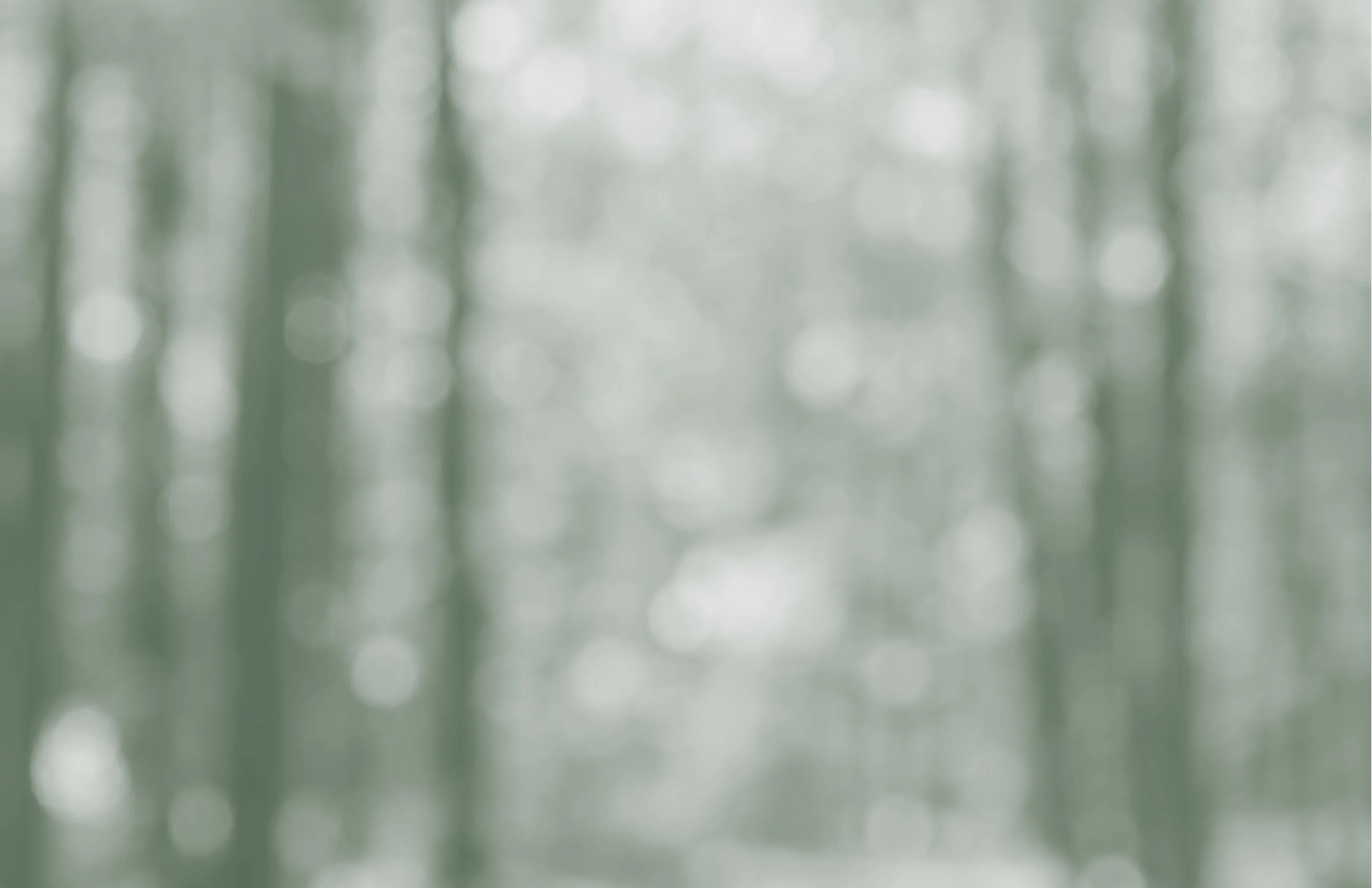 Blurred forest background with soft bokeh effect