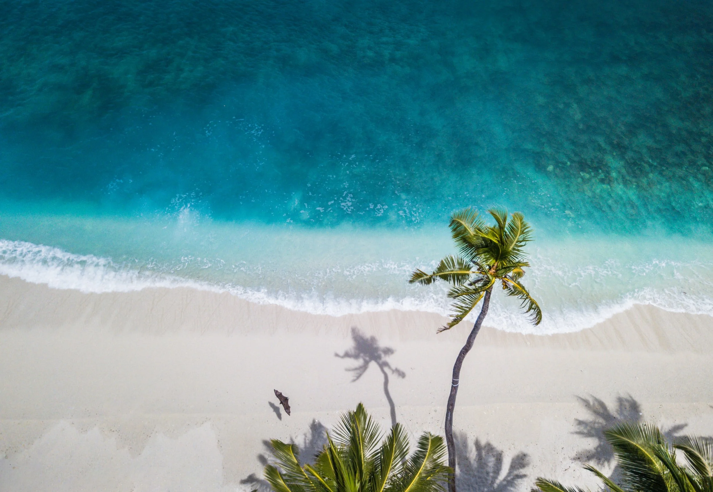 Aerial view of a serene beach with turquoise water and palm trees
