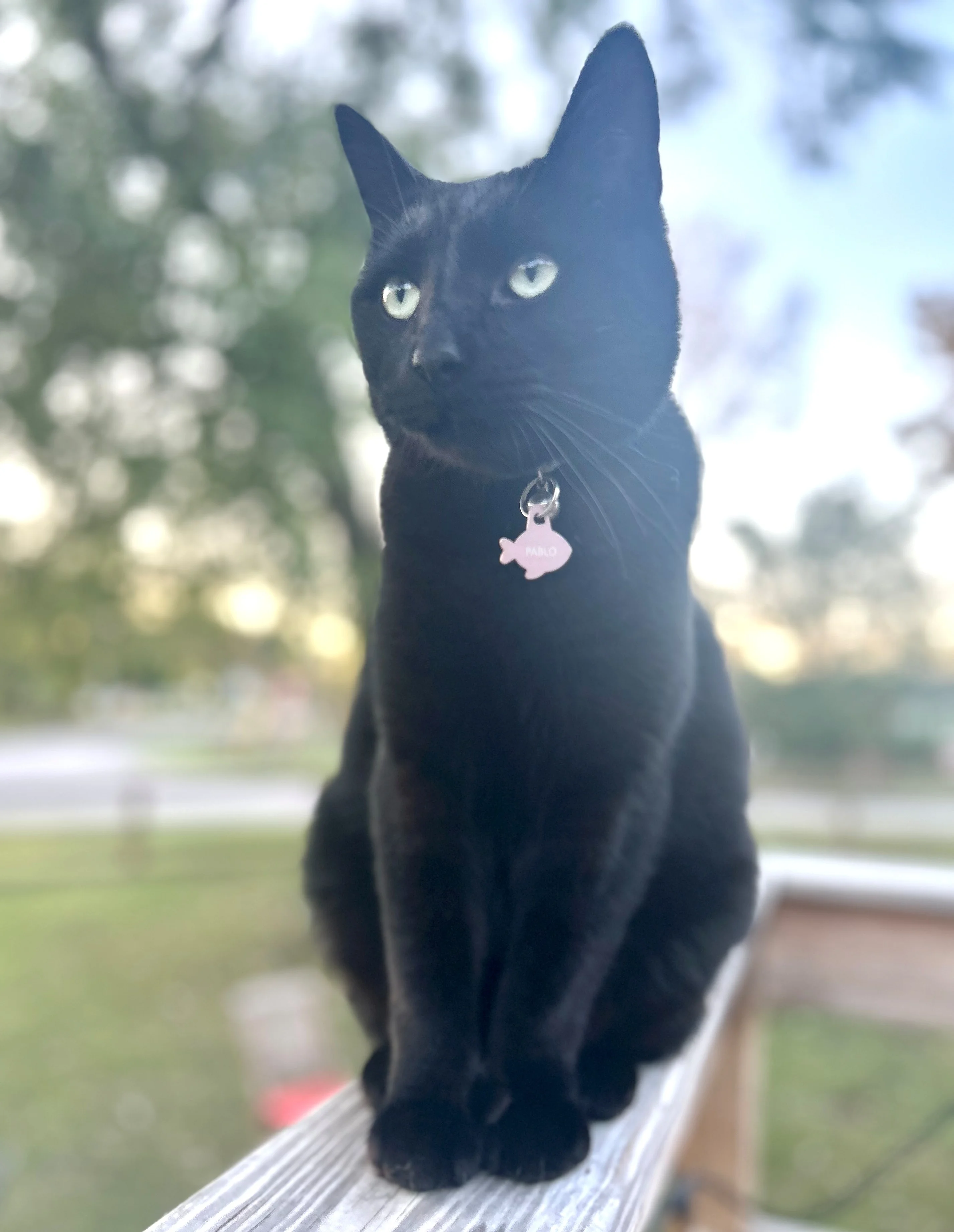 Black cat sitting on a wooden railing outdoors