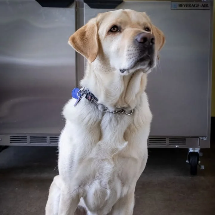 Labrador retriever sitting proudly in a restaurant kitchen