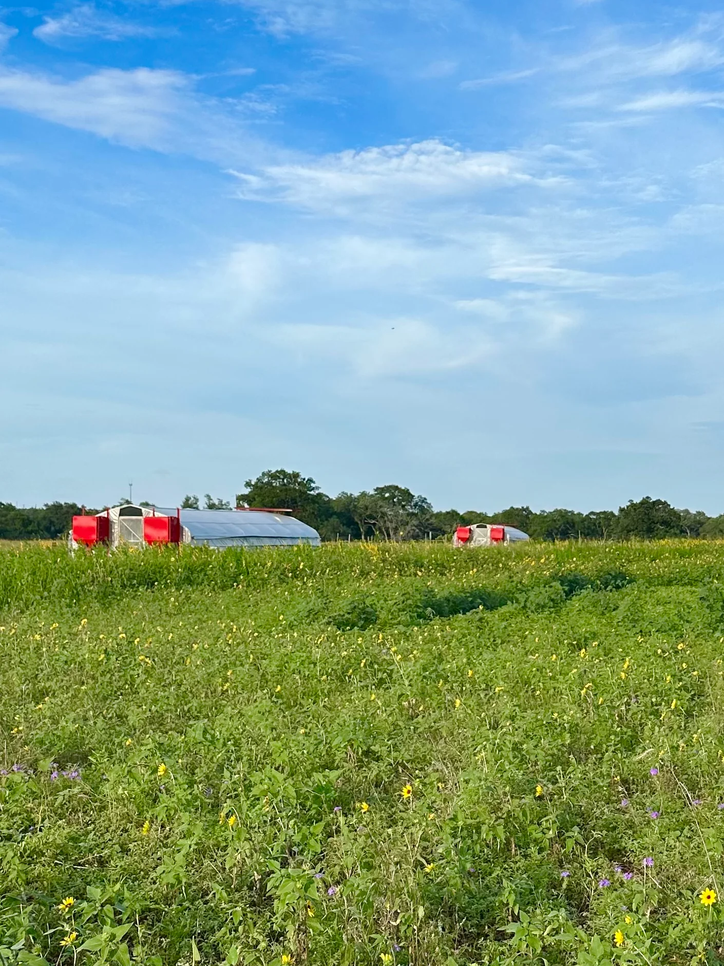 Vibrant green field with red farm structures under a blue sky