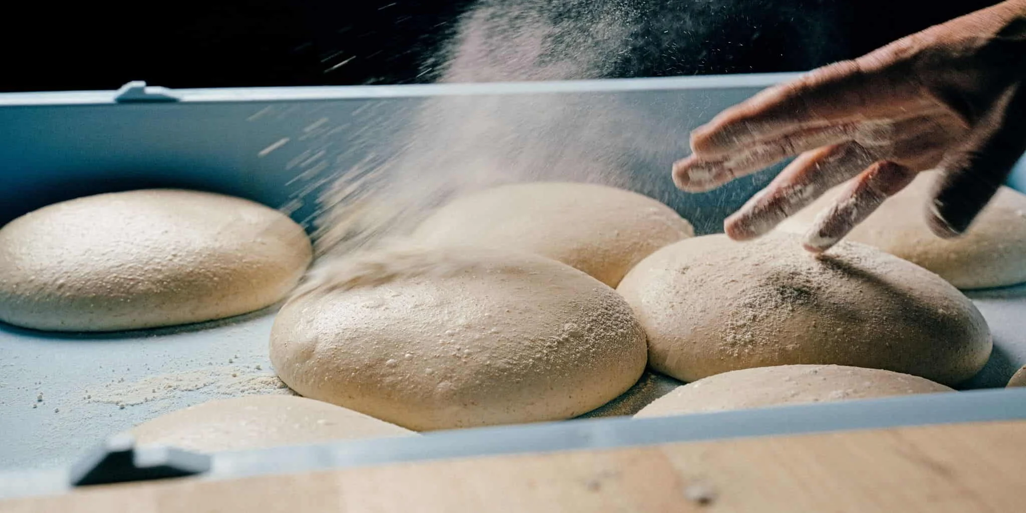 Several round dough balls dusted with flour, with a hand sprinkling flour over them in a blue tray.