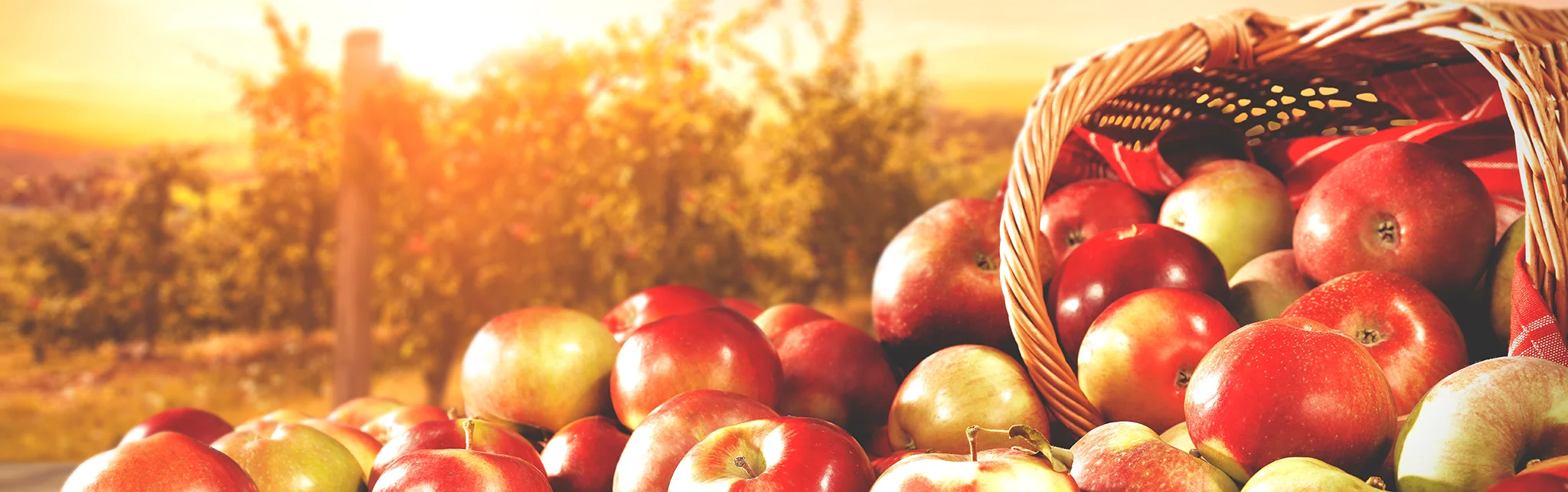 Banner image