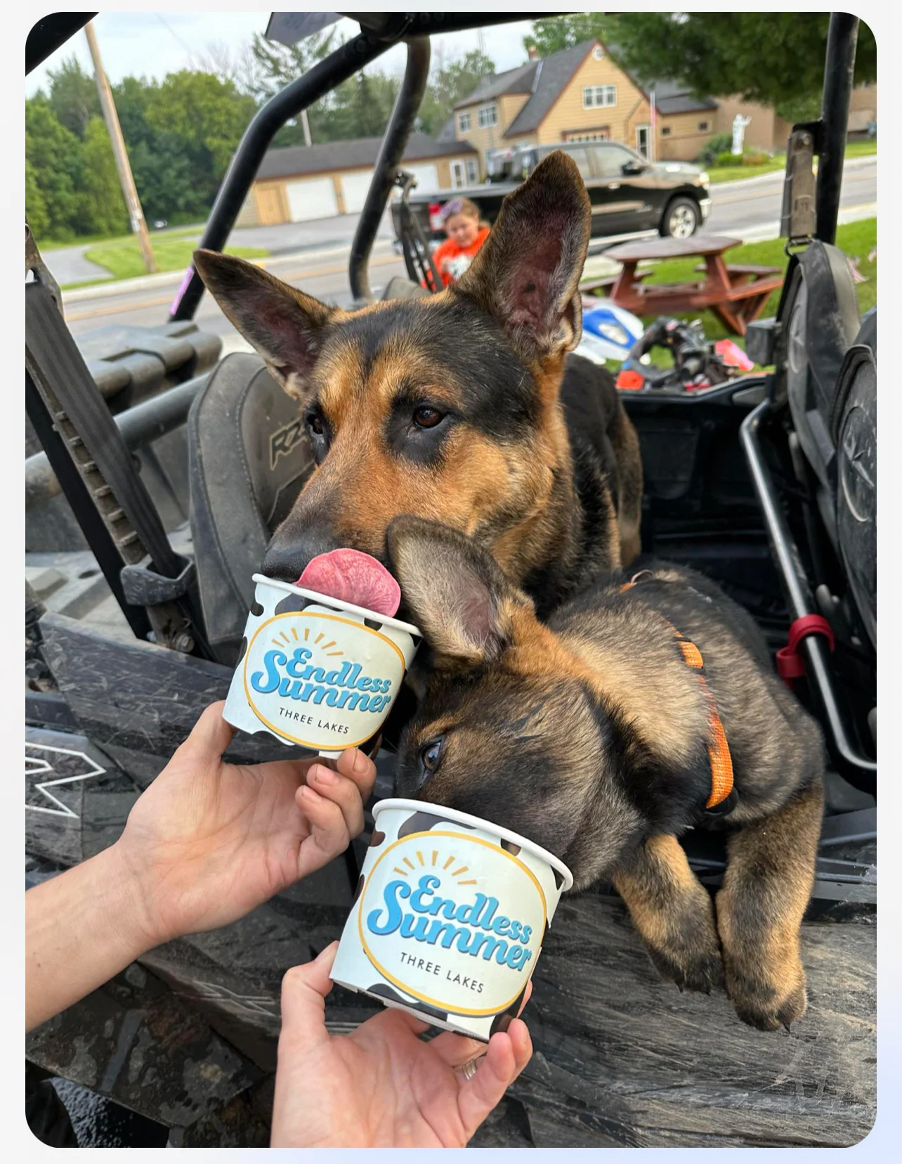 Dogs eating Ice Cream