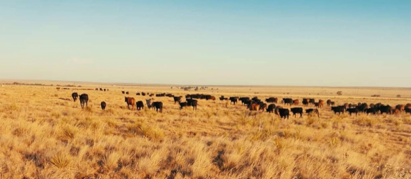 Herd of cattle grazing on open grassland under a clear sky