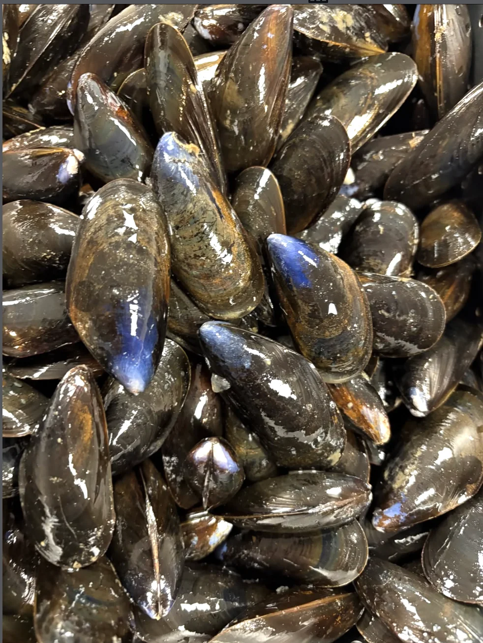 A close-up of fresh mussels, featuring their shiny black shells with blue highlights.