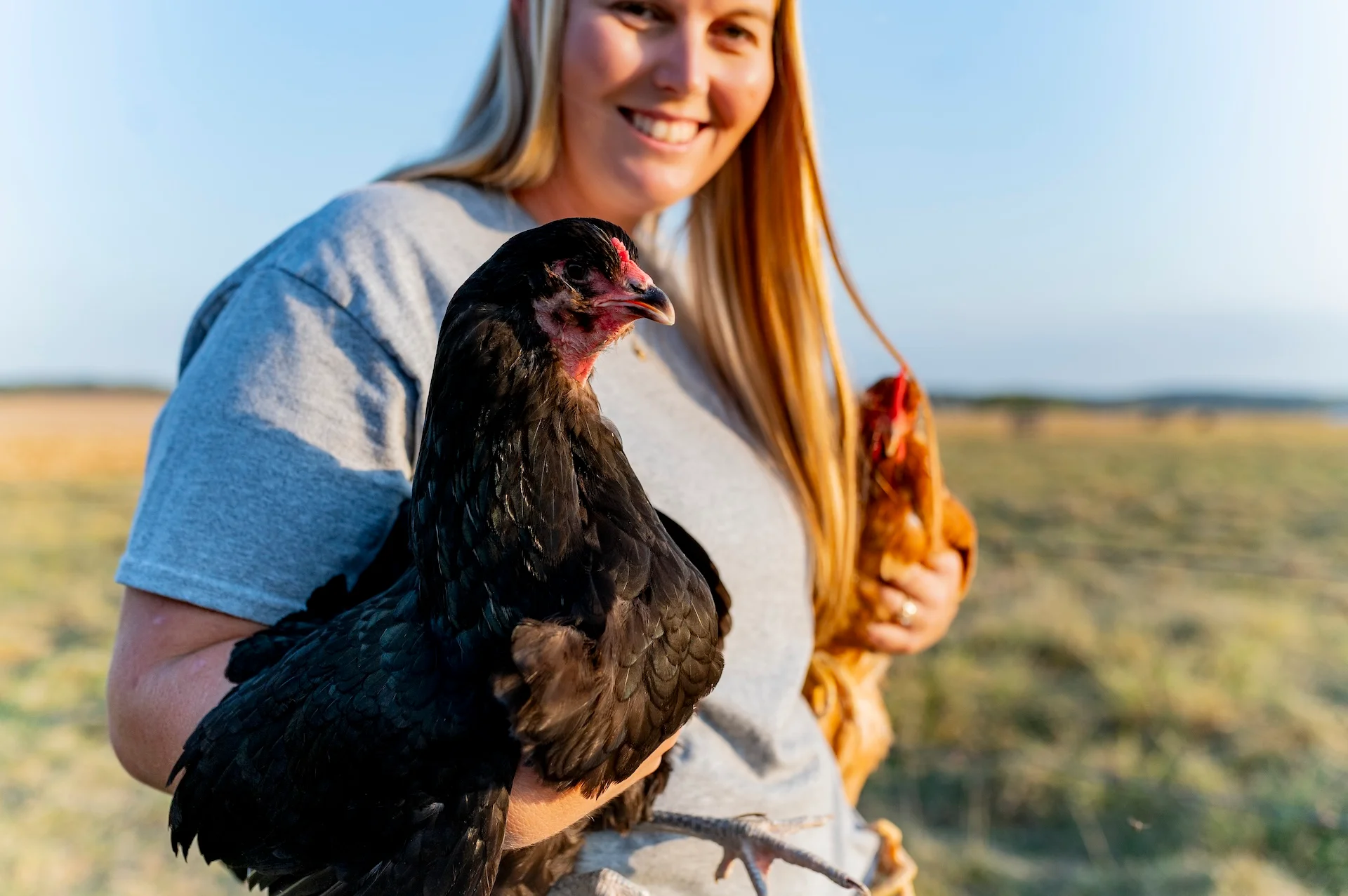 Person holding chickens on a farm during golden hour
