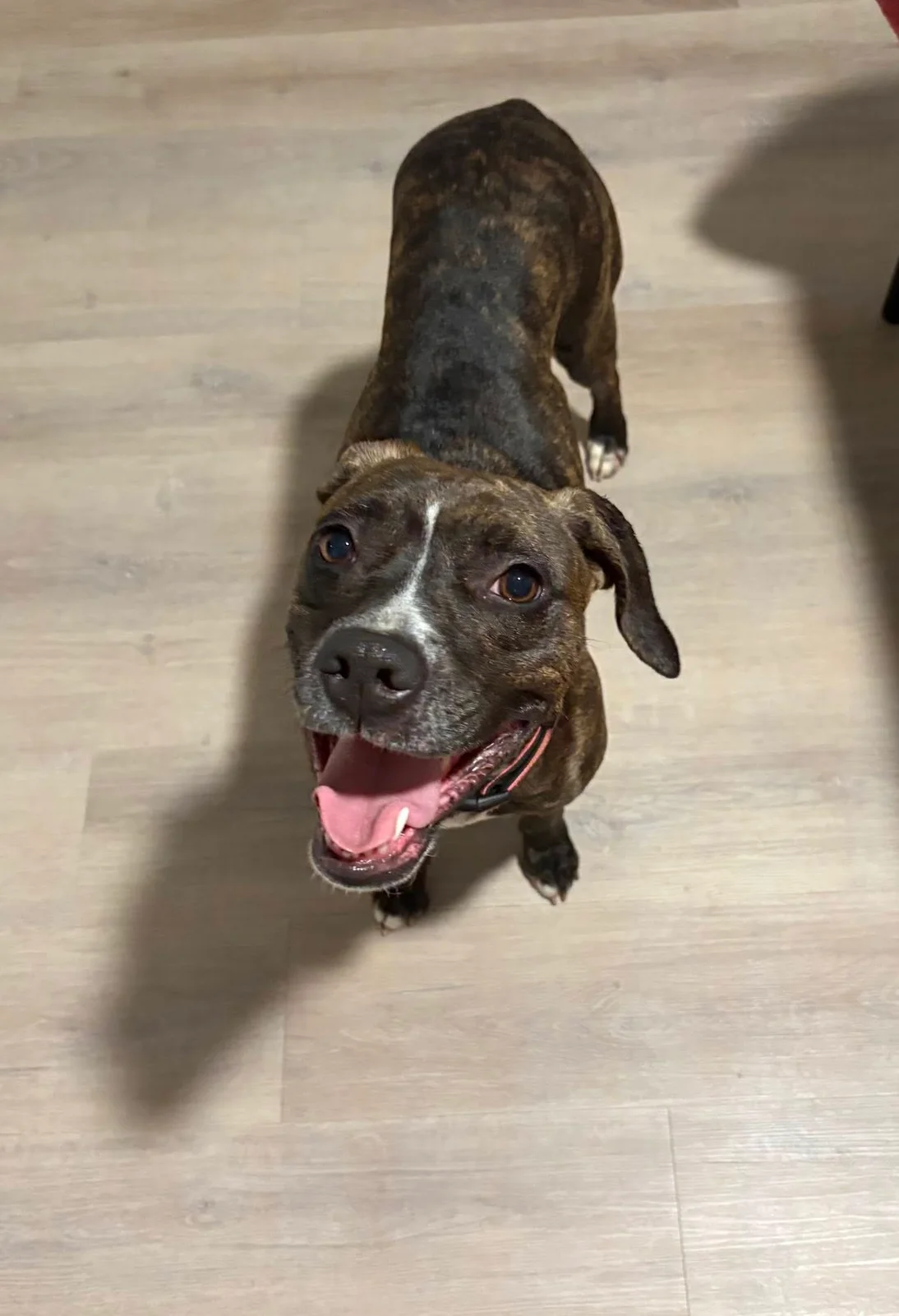 Happy dog standing on wooden floor