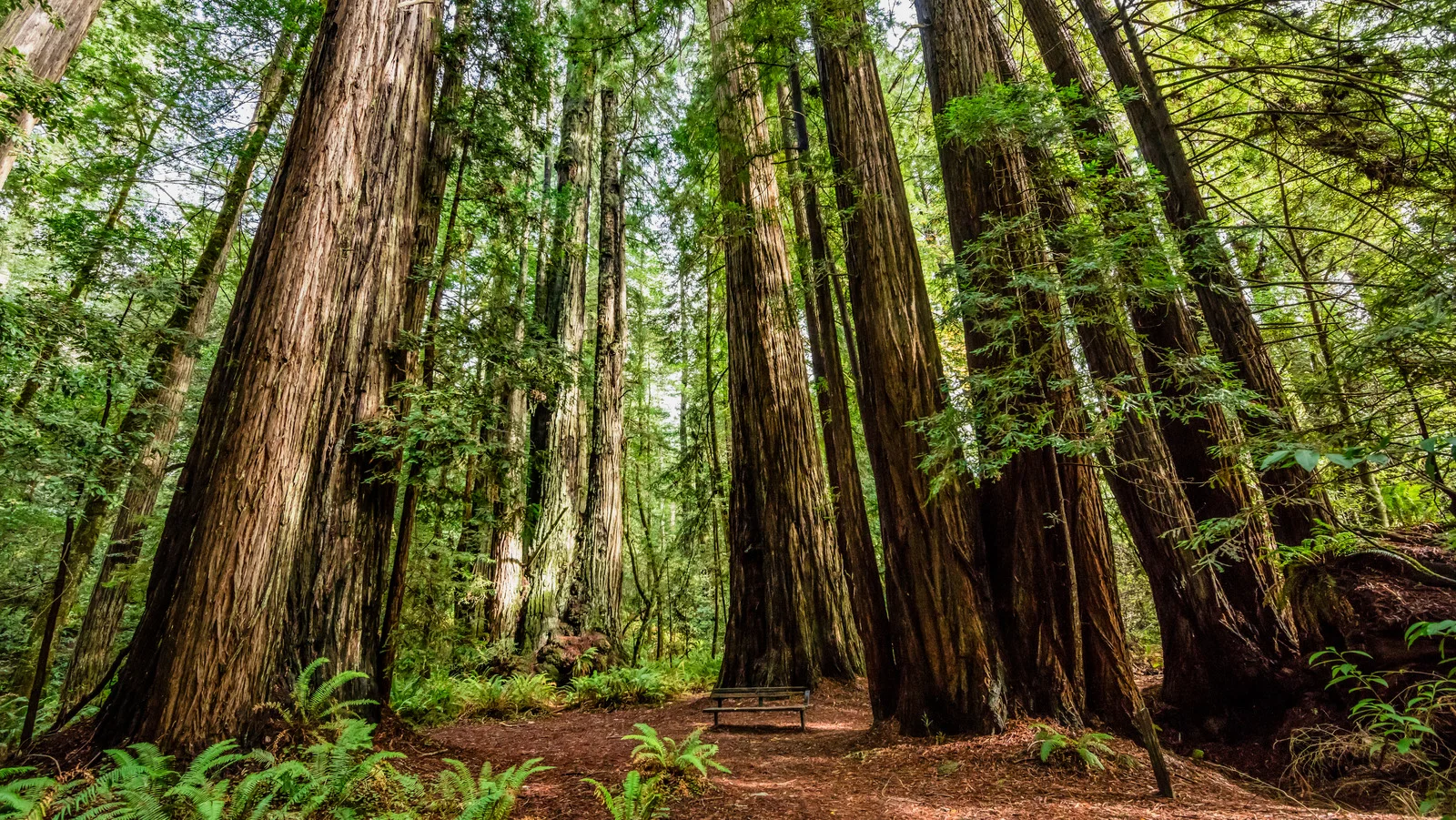 Majestic redwood forest with towering trees
