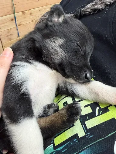 Puppy Snuggles