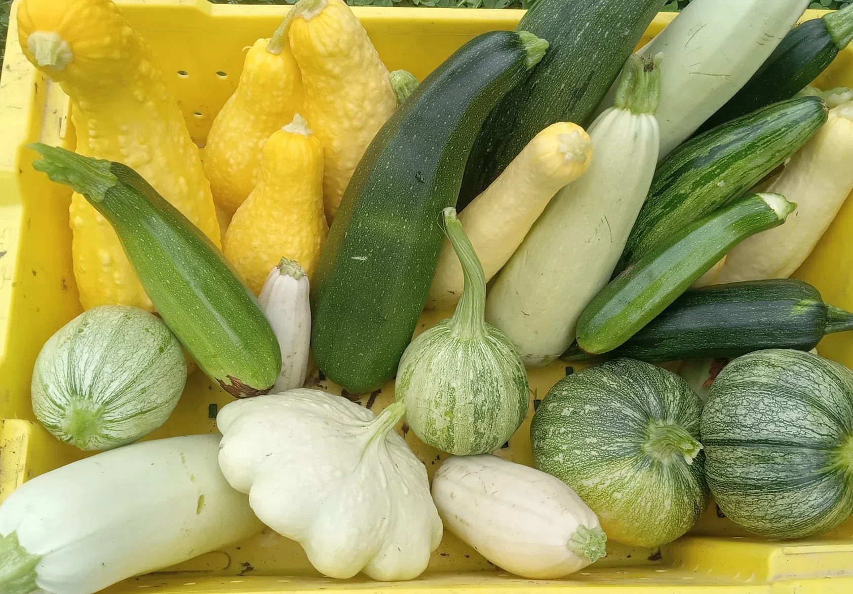 Freshly harvested summer squash assortment in a yellow crate