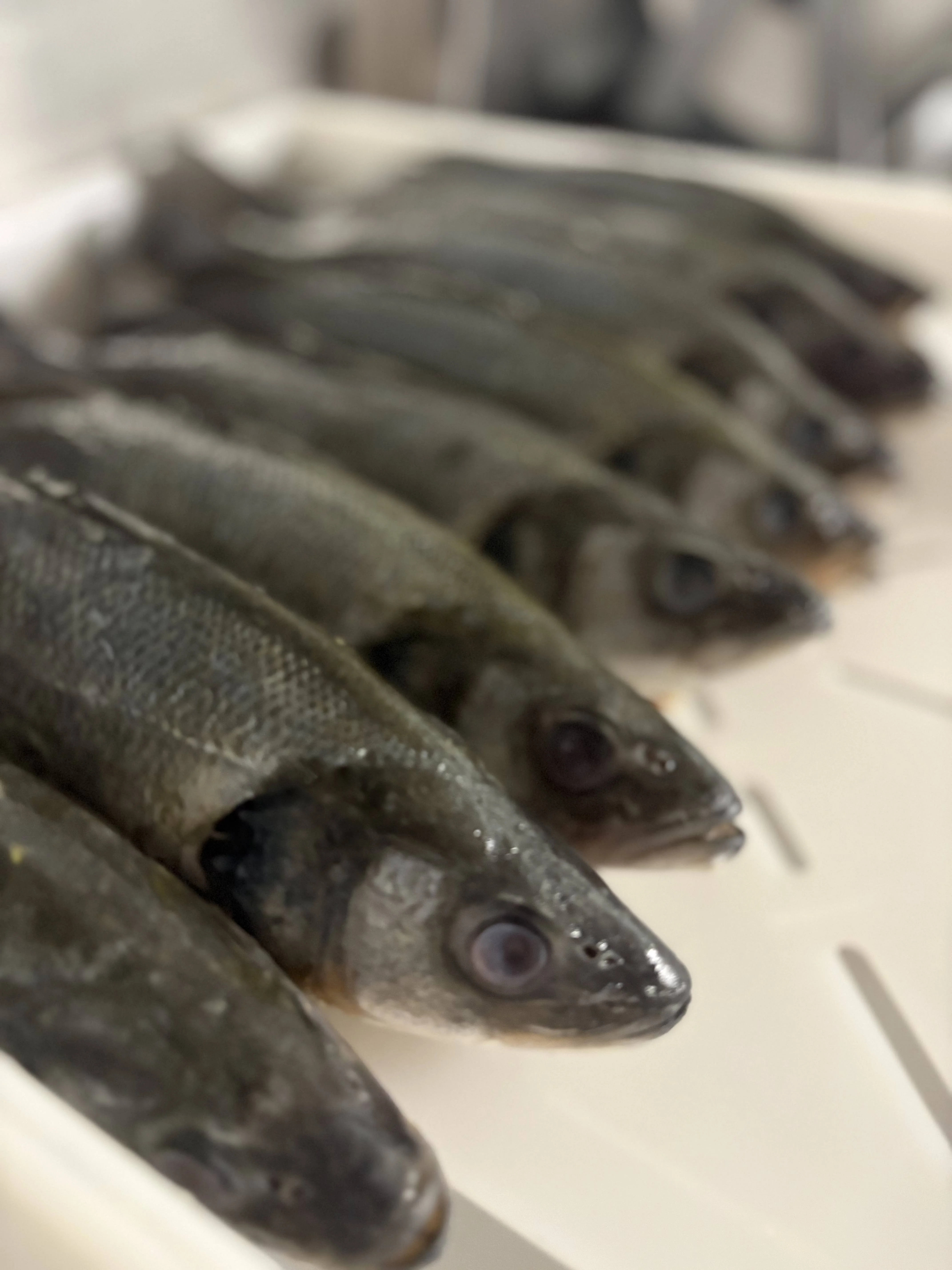 Freshly caught fish ready for preparation in a seafood kitchen