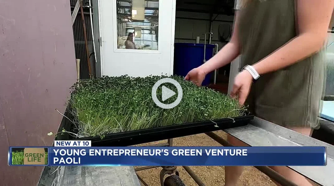 Young entrepreneur tending to microgreens in a greenhouse