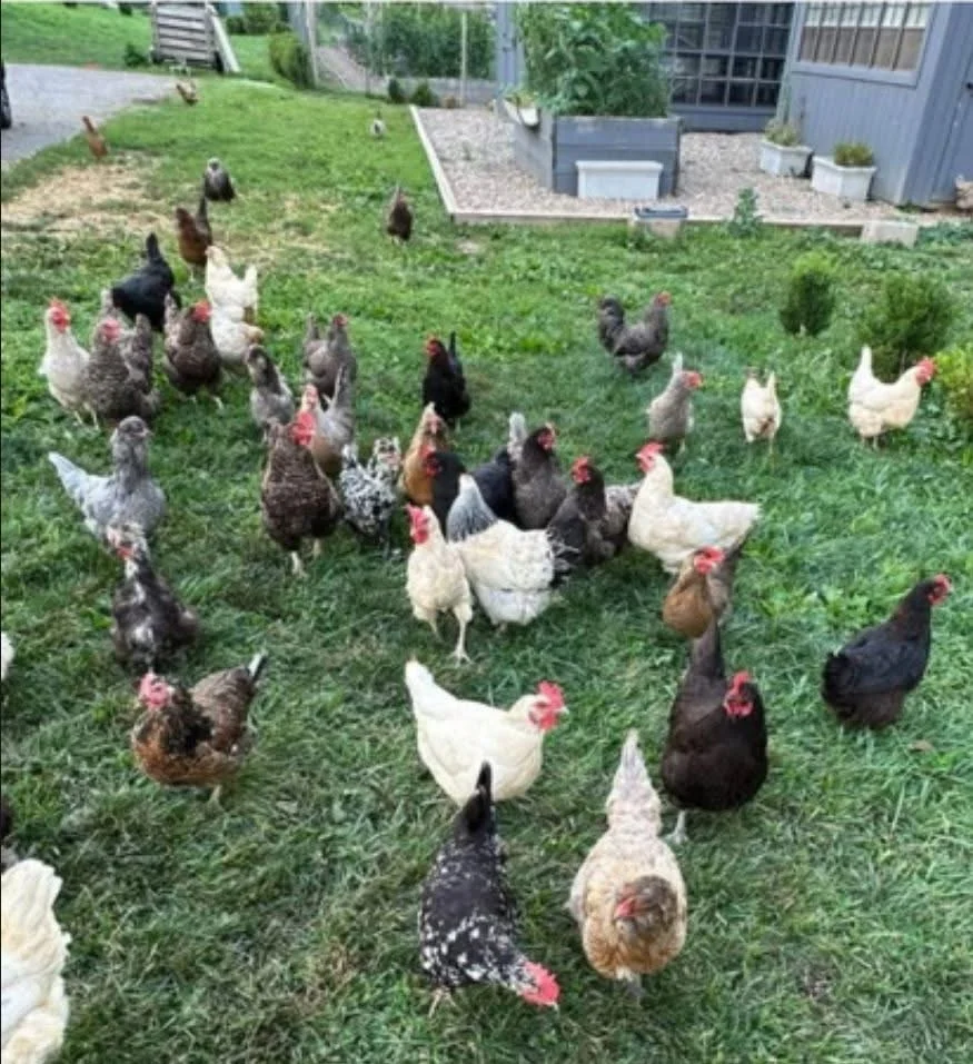 Free-range chickens roaming in a green pasture