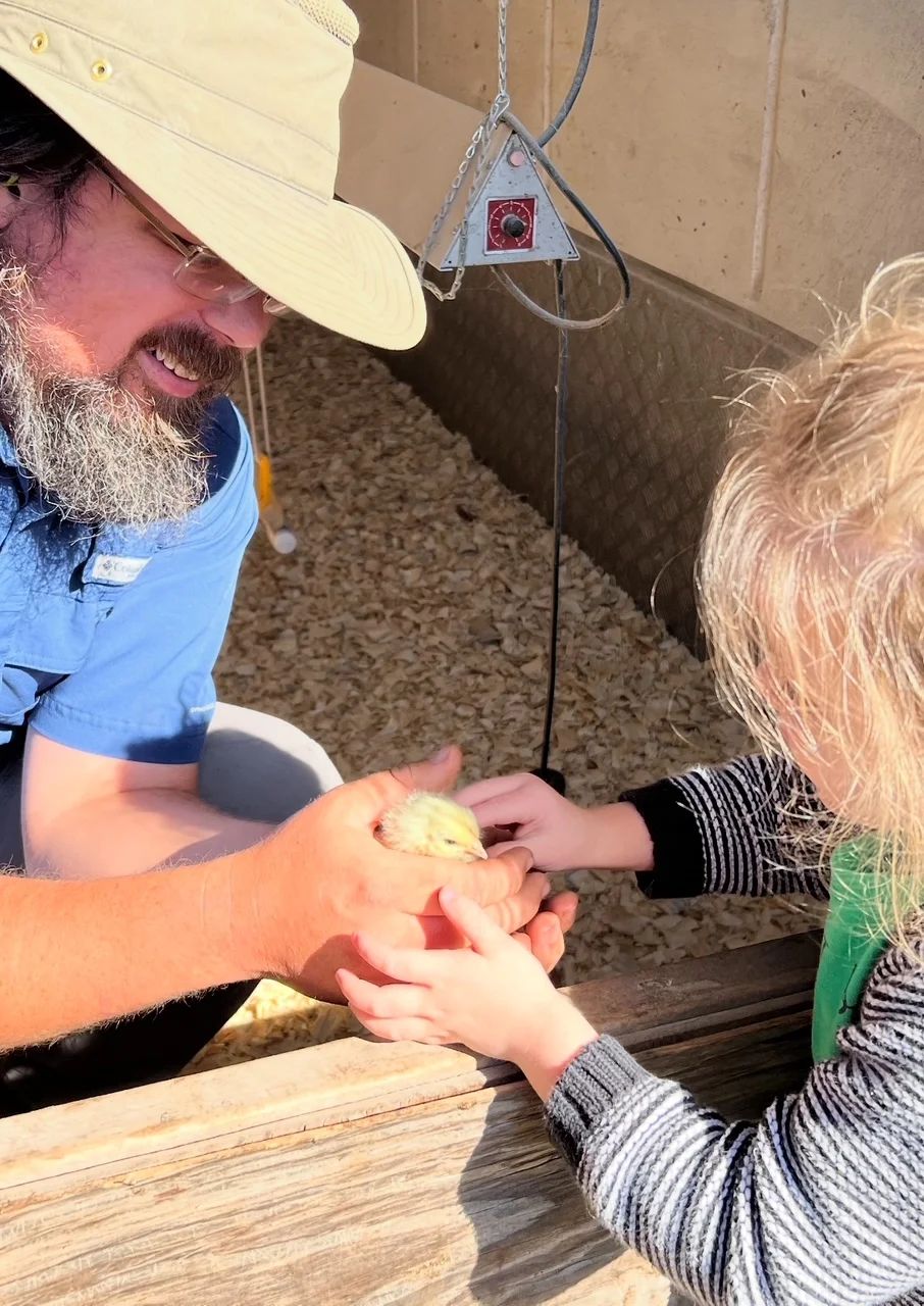Child and adult interacting with a chick in a farm setting