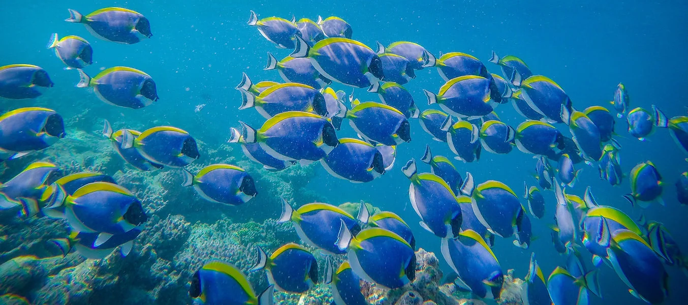 School of colorful tropical fish swimming underwater