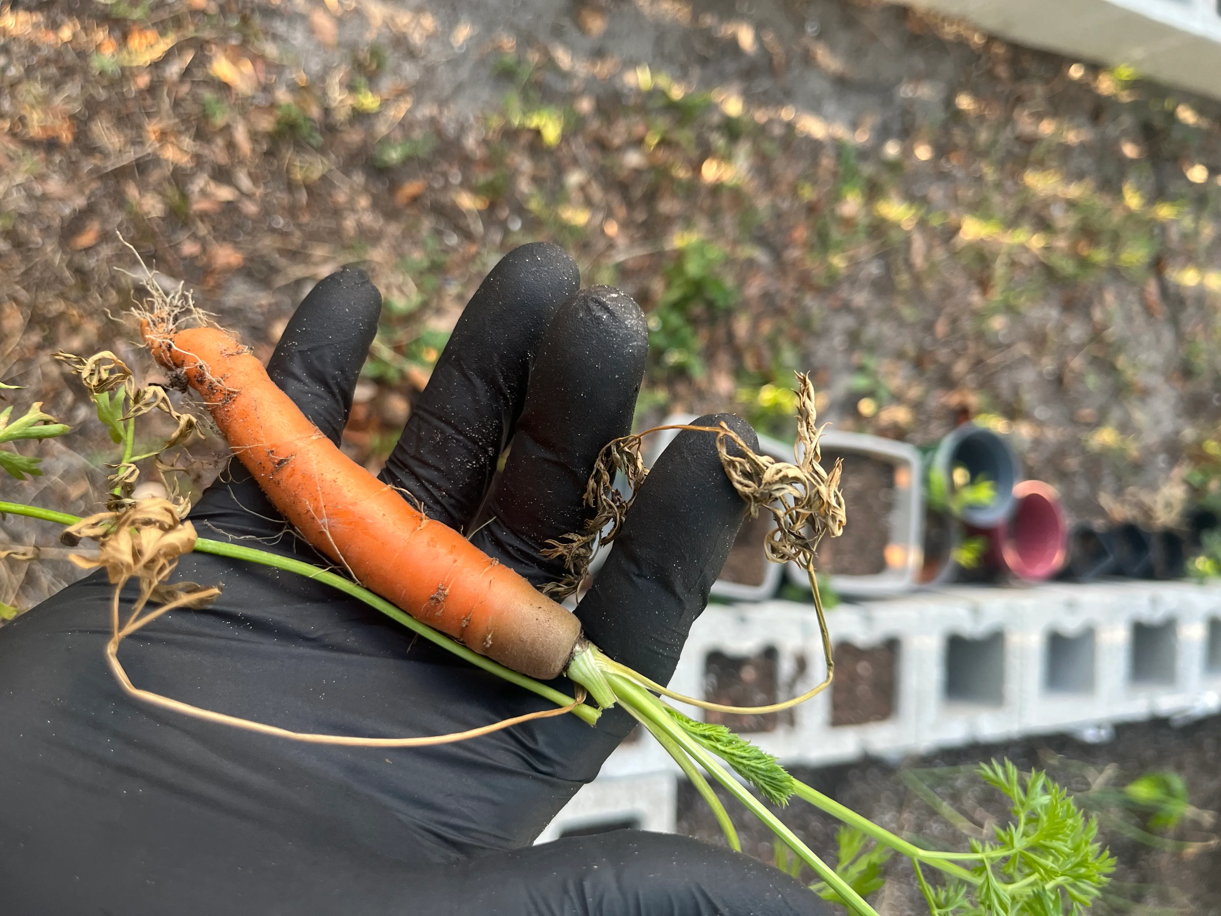 Freshly harvested carrot with green tops in a garden