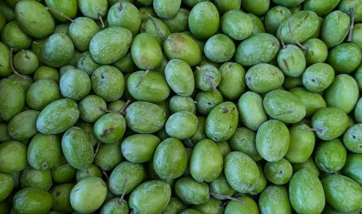 Fresh green olives in a cardboard box