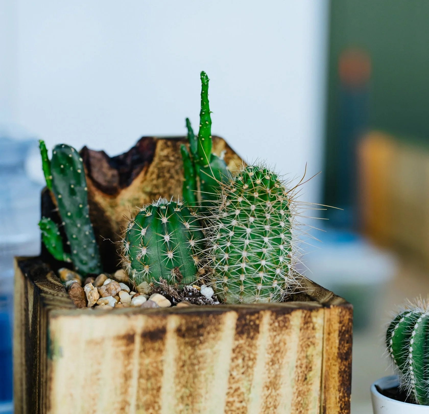 Decorative cactus arrangement in a rustic wooden planter
