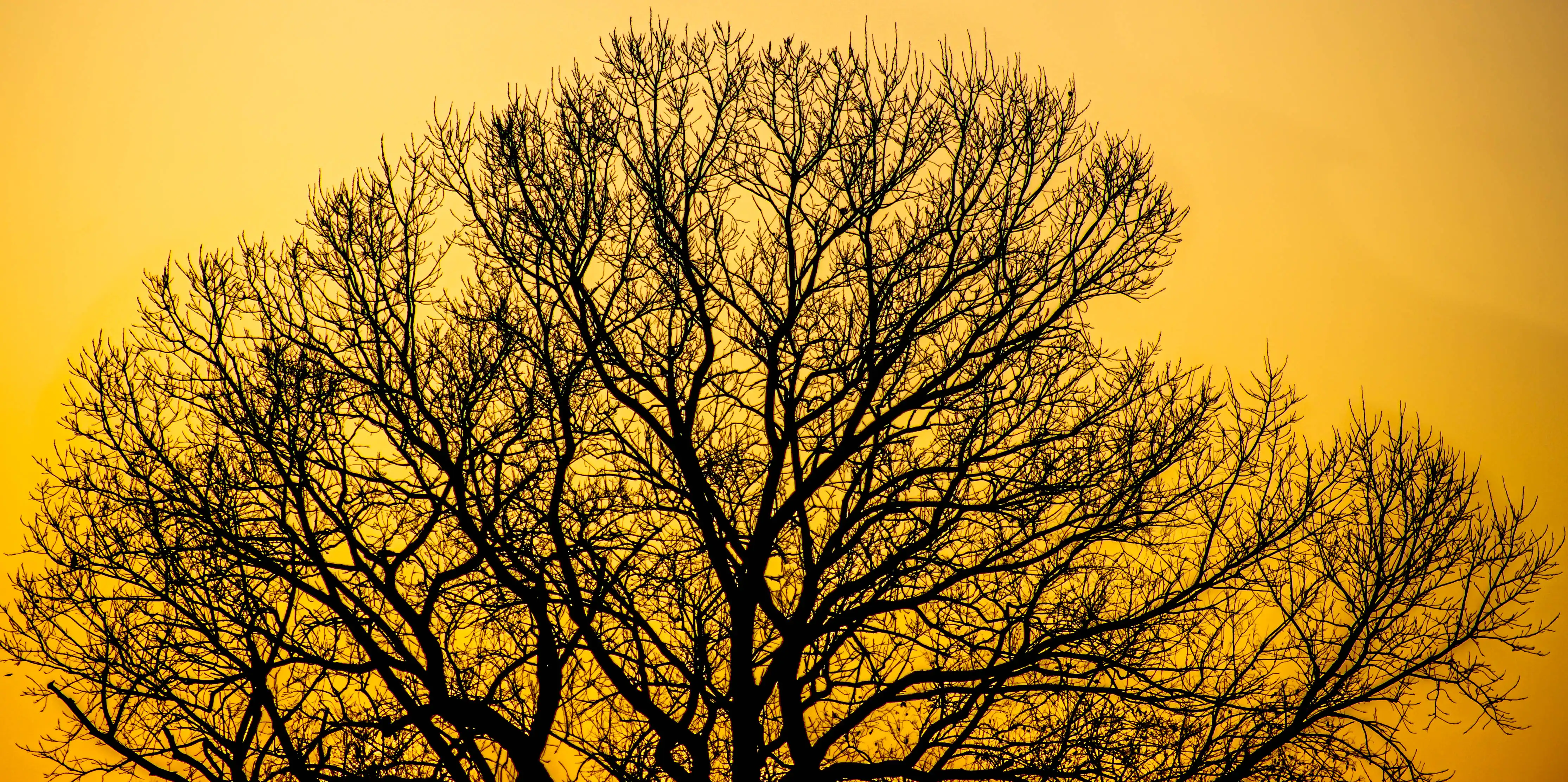 The Oak in Malcolm, Nebraska