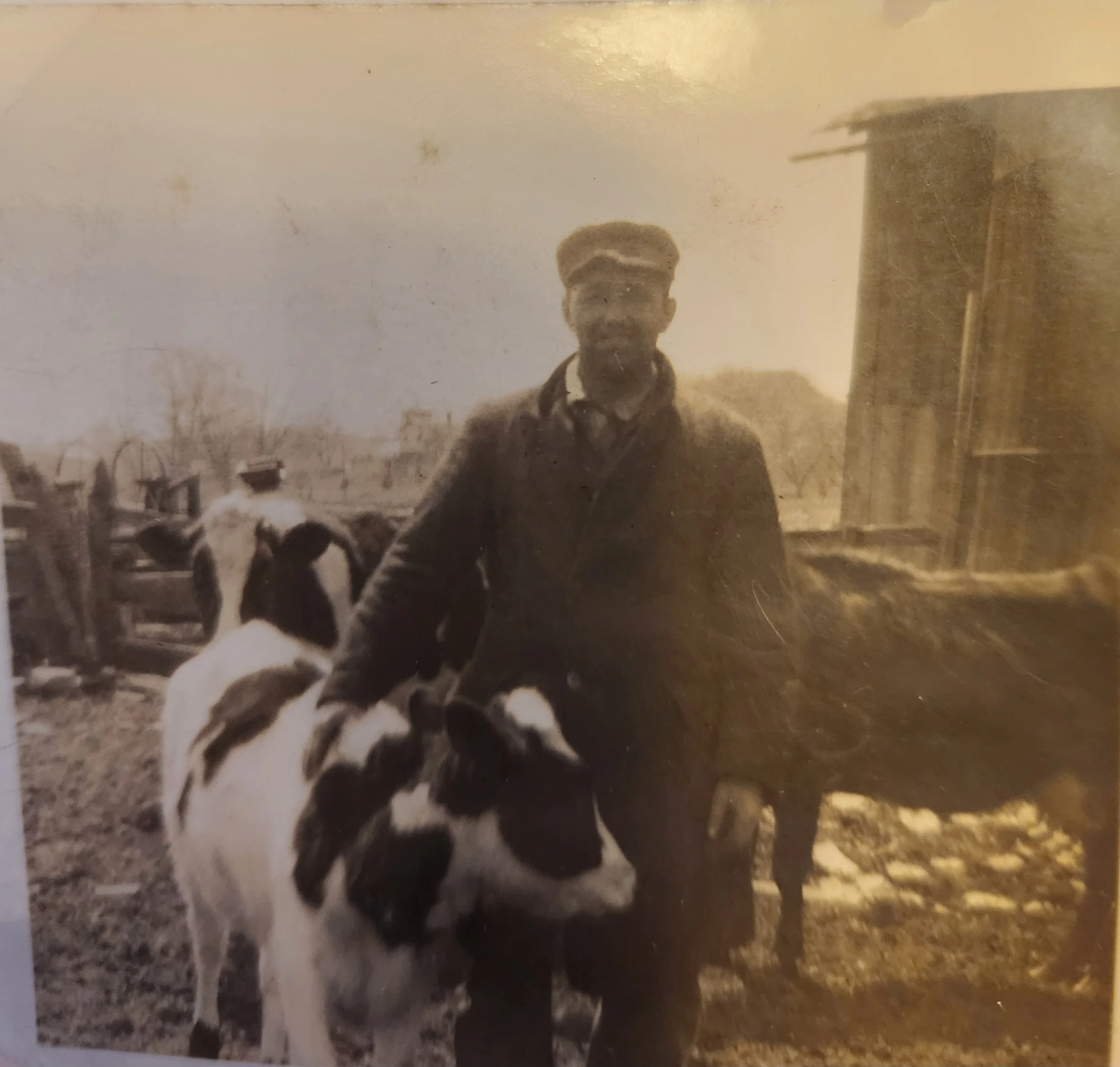 Farmer with cows on a vintage farm