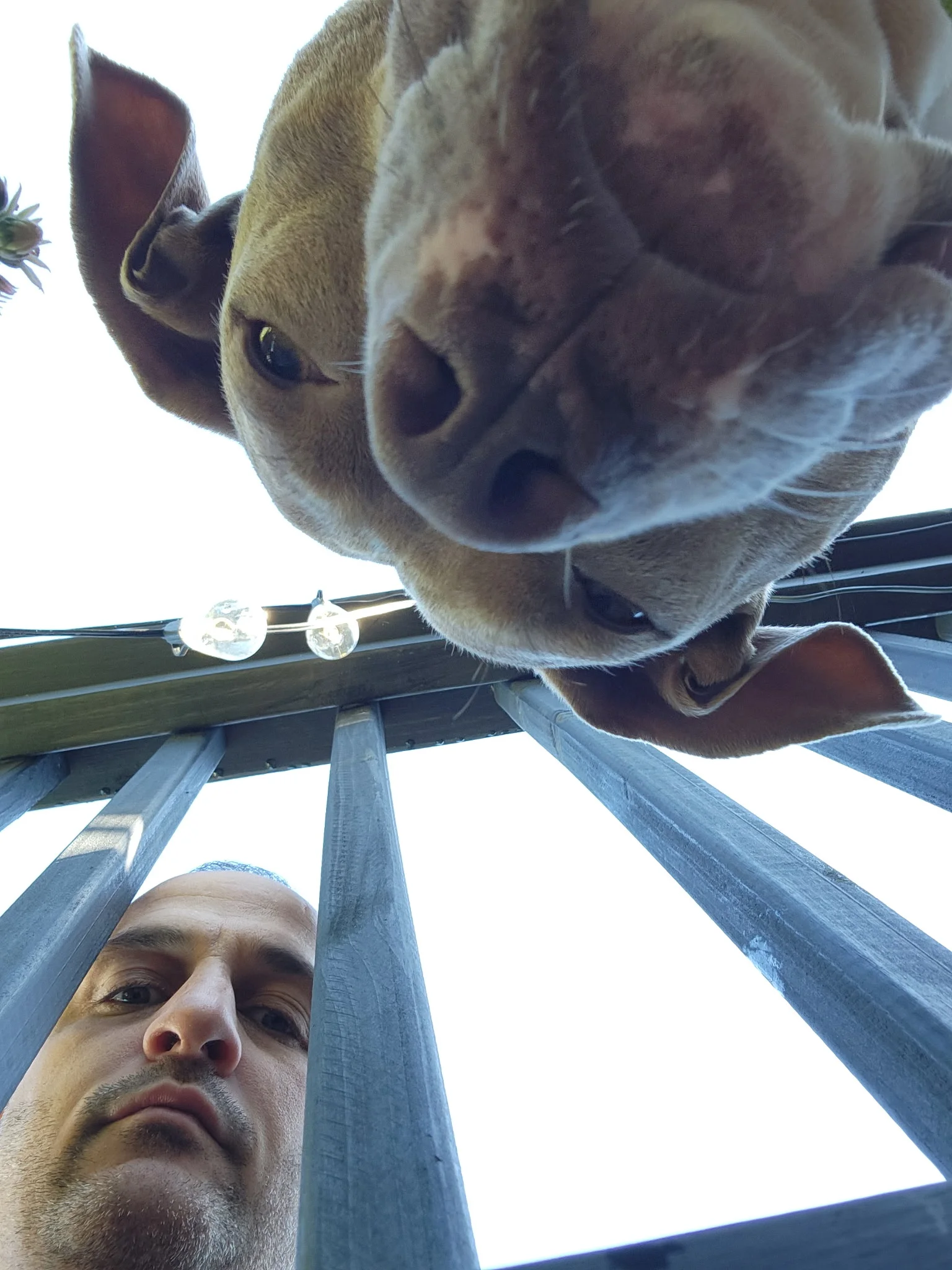 Dog peering over a wooden fence with a curious expression