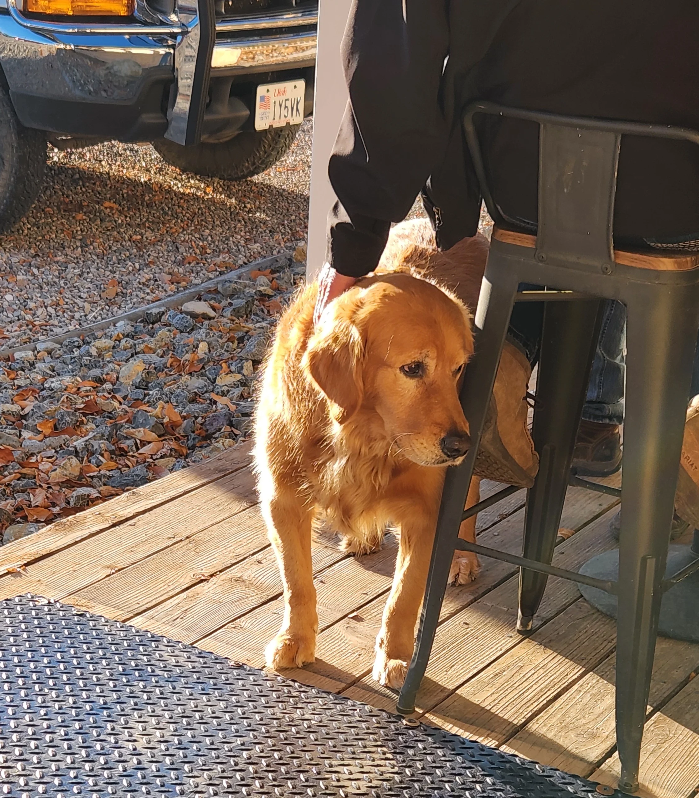 Golden retriever waiting by a restaurant patio