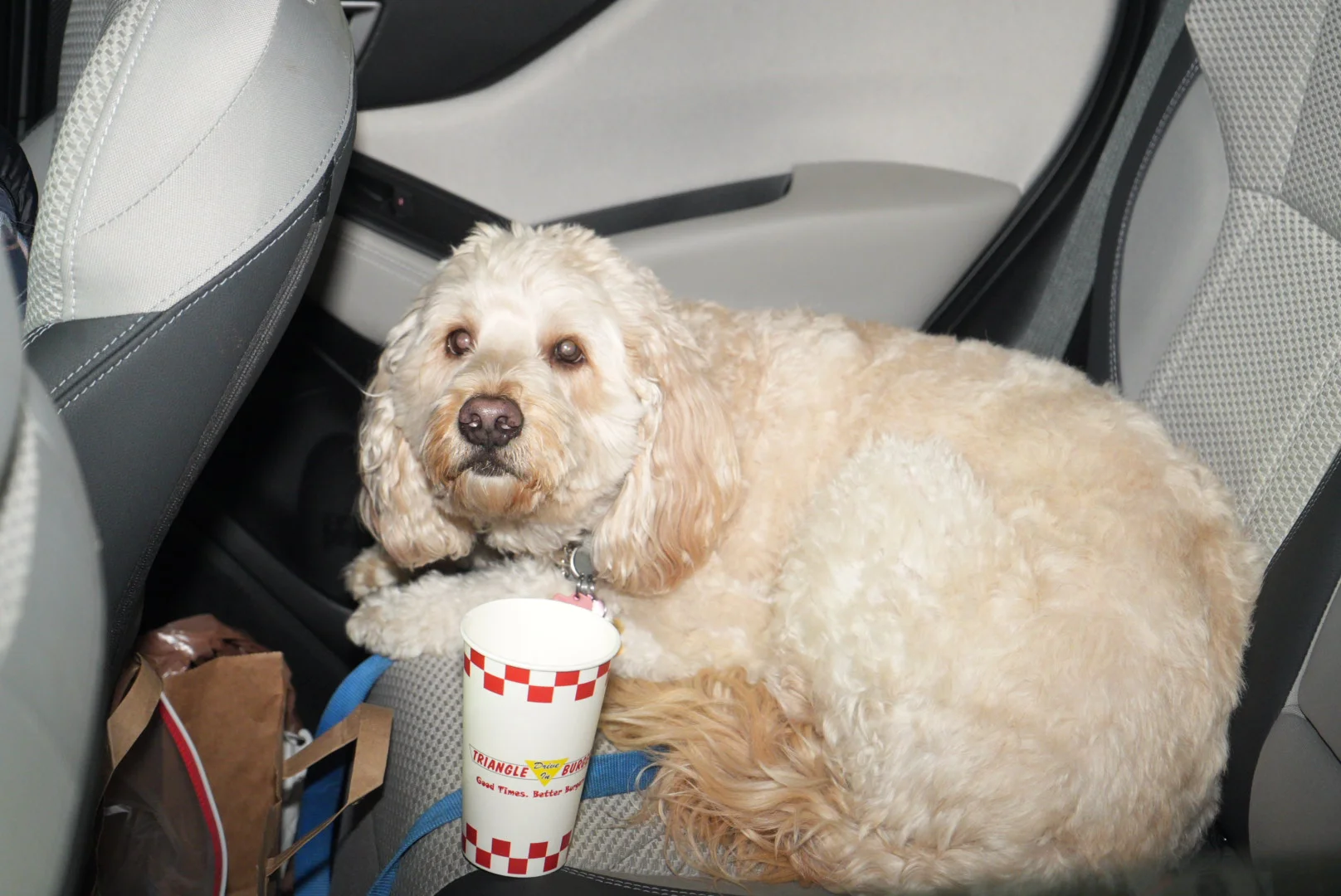 Fluffy dog resting in a car seat with a drink cup