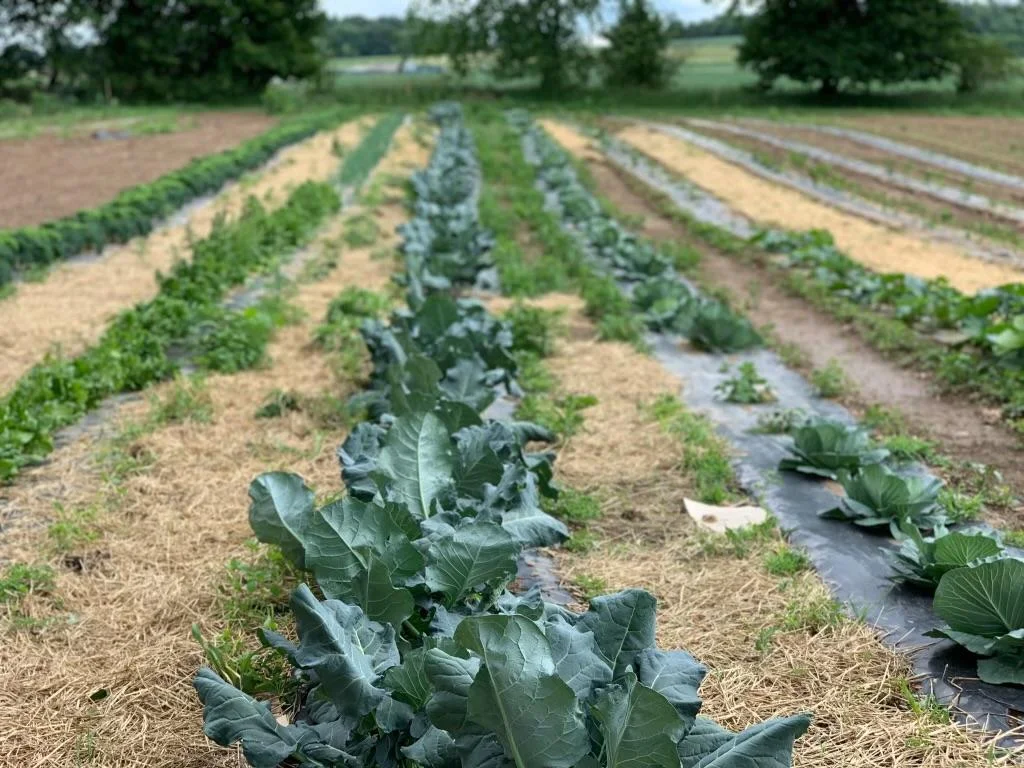 Lush vegetable farm rows with healthy cabbage plants