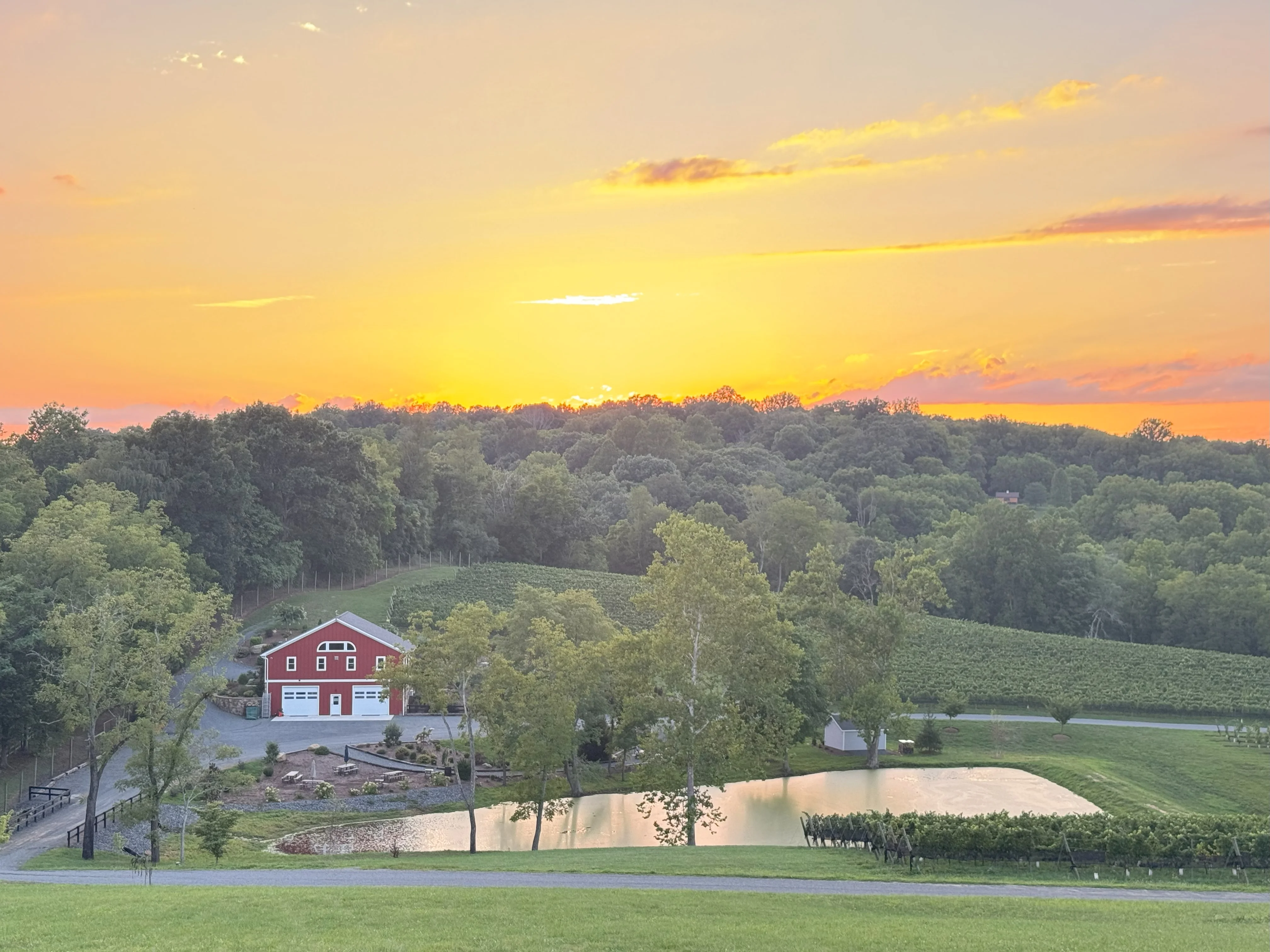 Scenic sunset over a vineyard and pond with a red barn