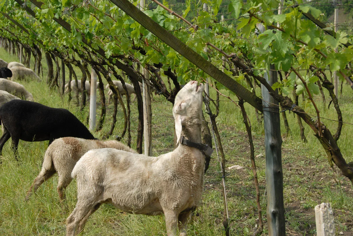 Sheep grazing in a vineyard under lush grapevines