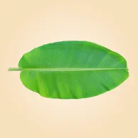 Banana Leaf