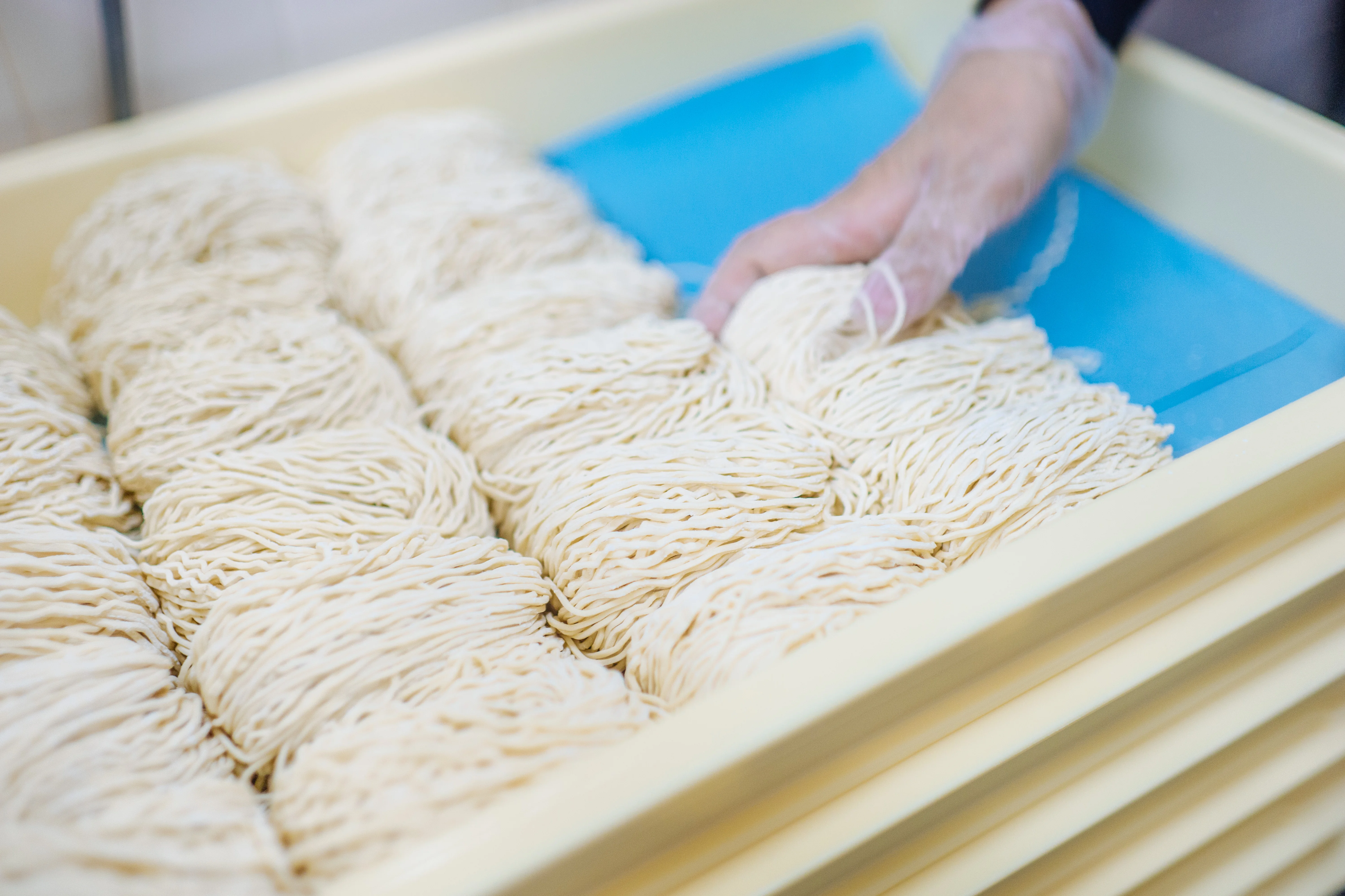 Freshly made Chinese egg noodles