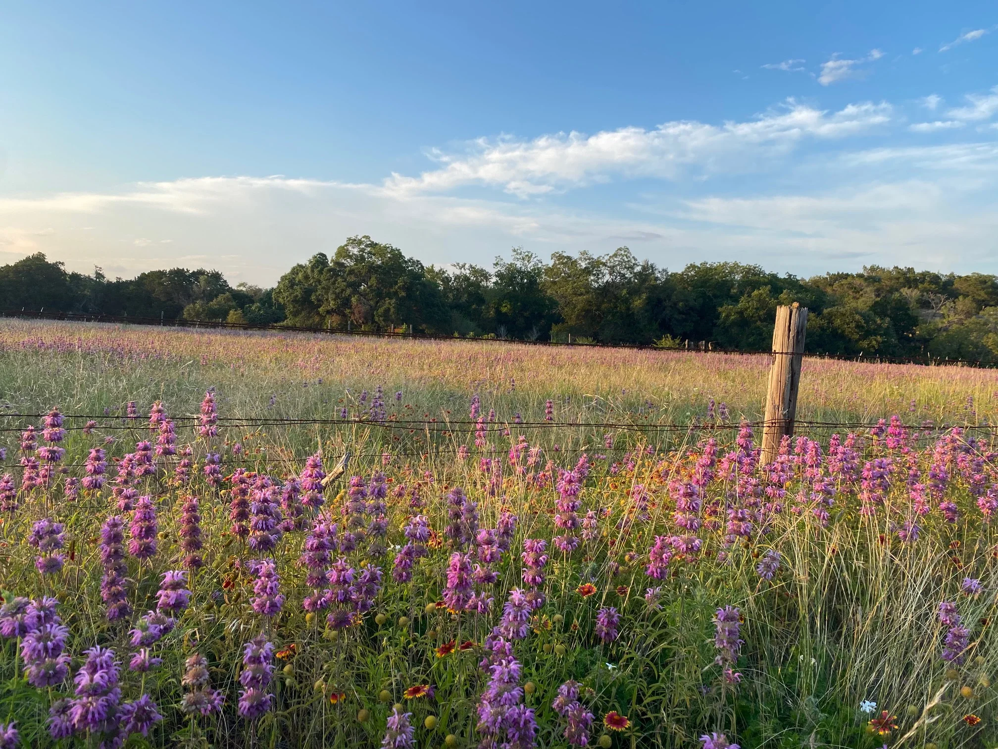Vibrant wildflower field under a clear blue sky