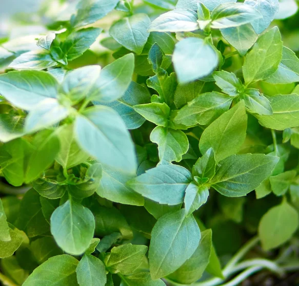 Fresh oregano leaves for Mediterranean cuisine