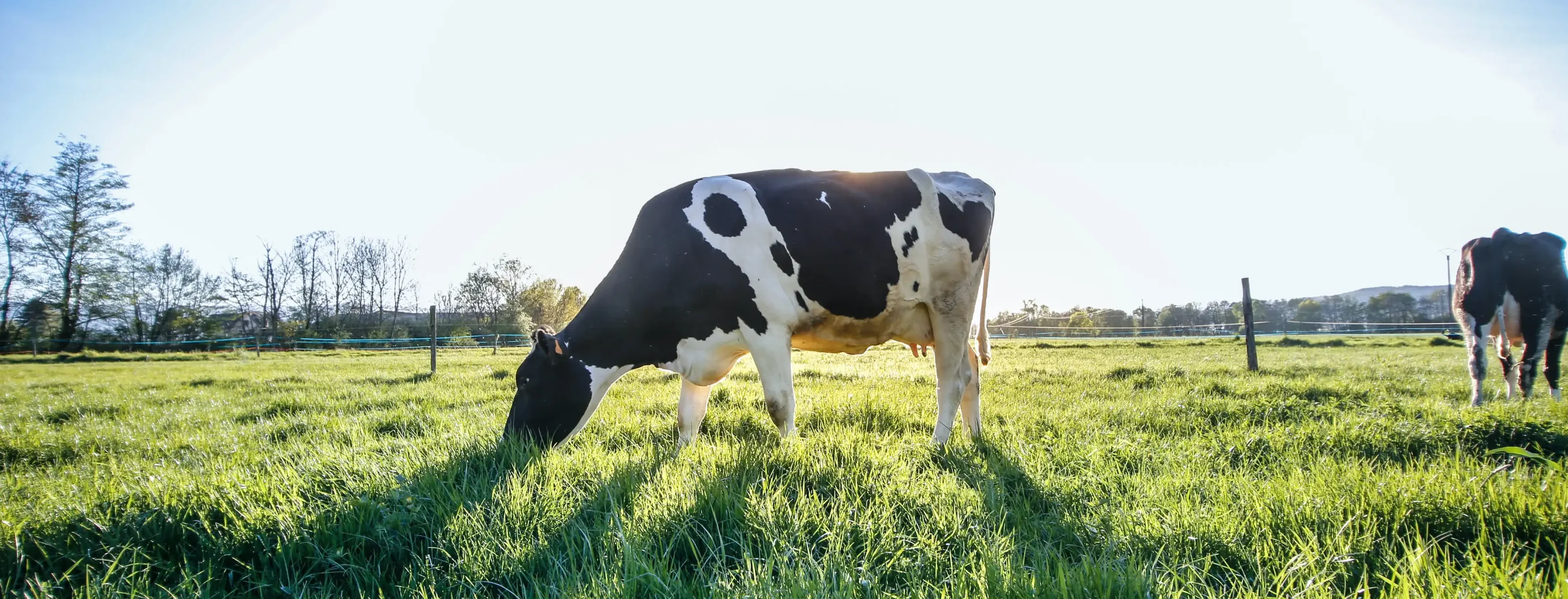 Black and white cow grazing in a sunny pasture
