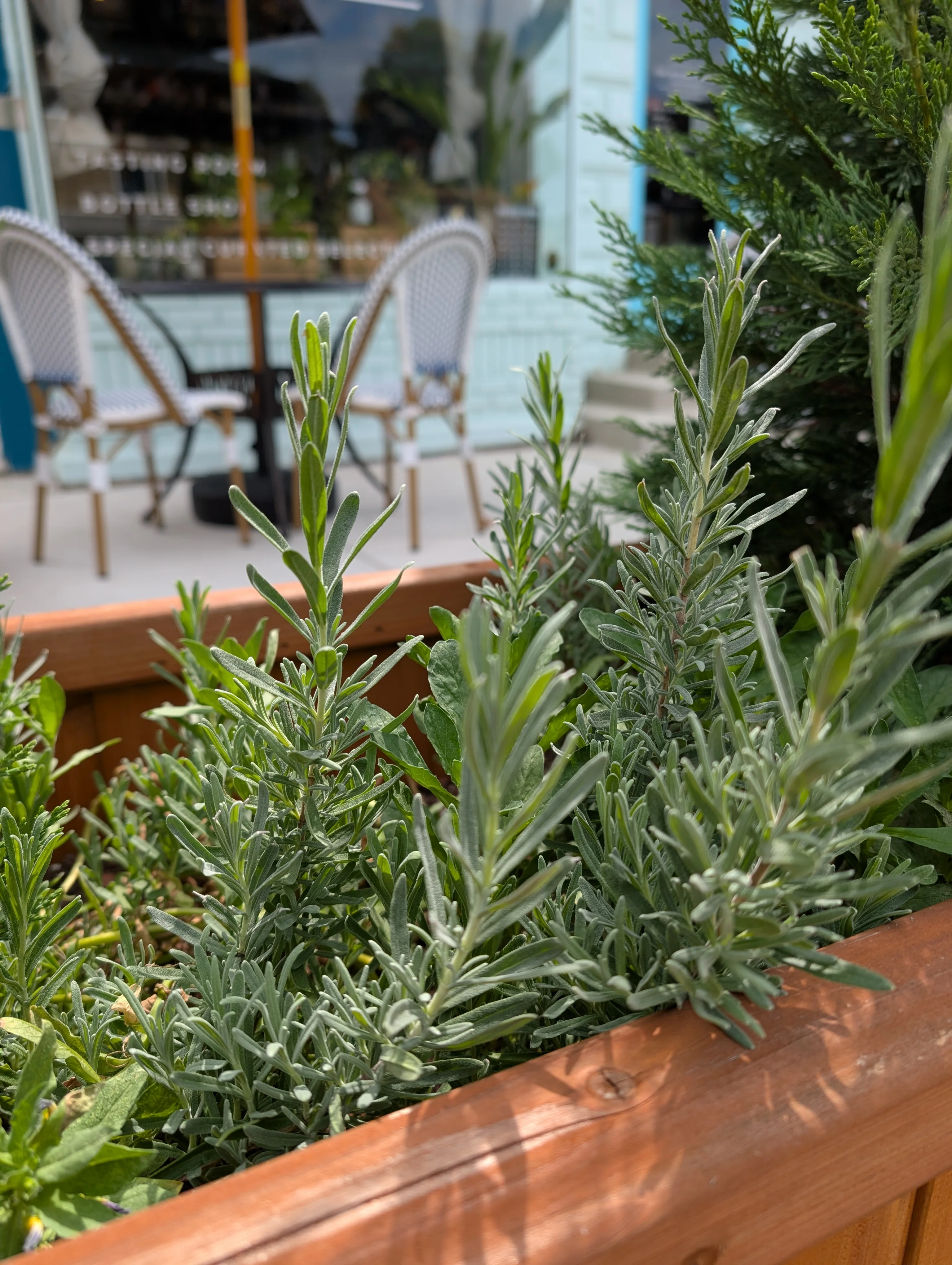 Fresh lavender plants in a cozy outdoor dining area