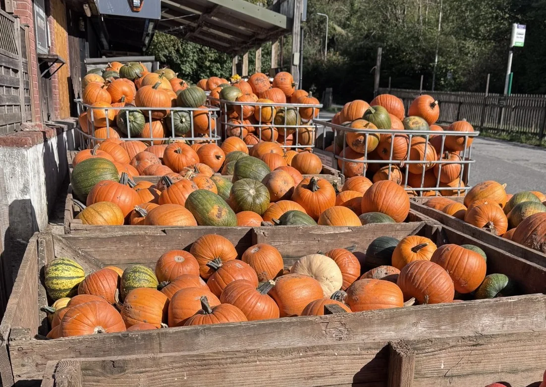 Colorful pumpkin and winter squash display at a seasonal farm stand
