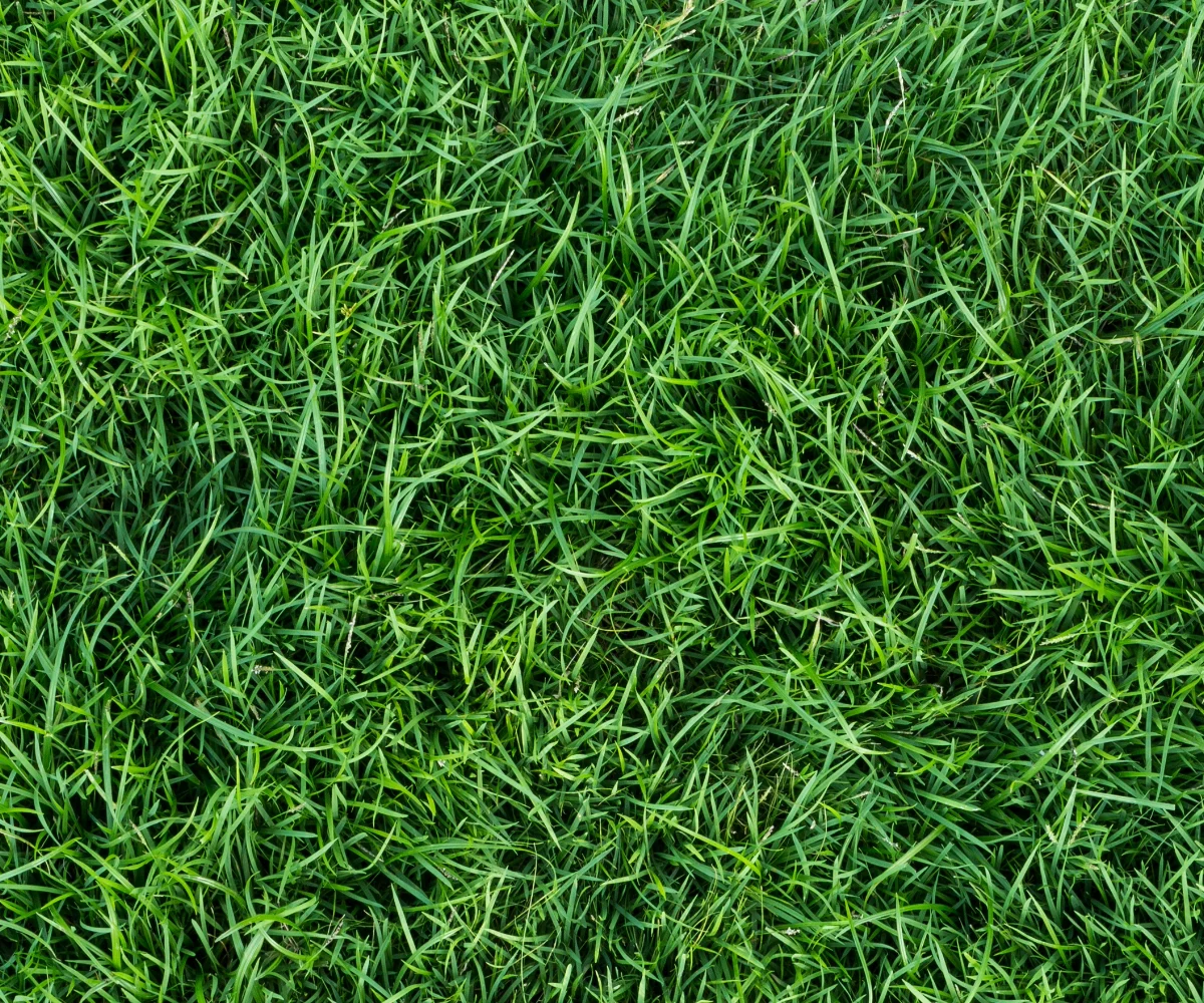 Lush green grass covering the ground