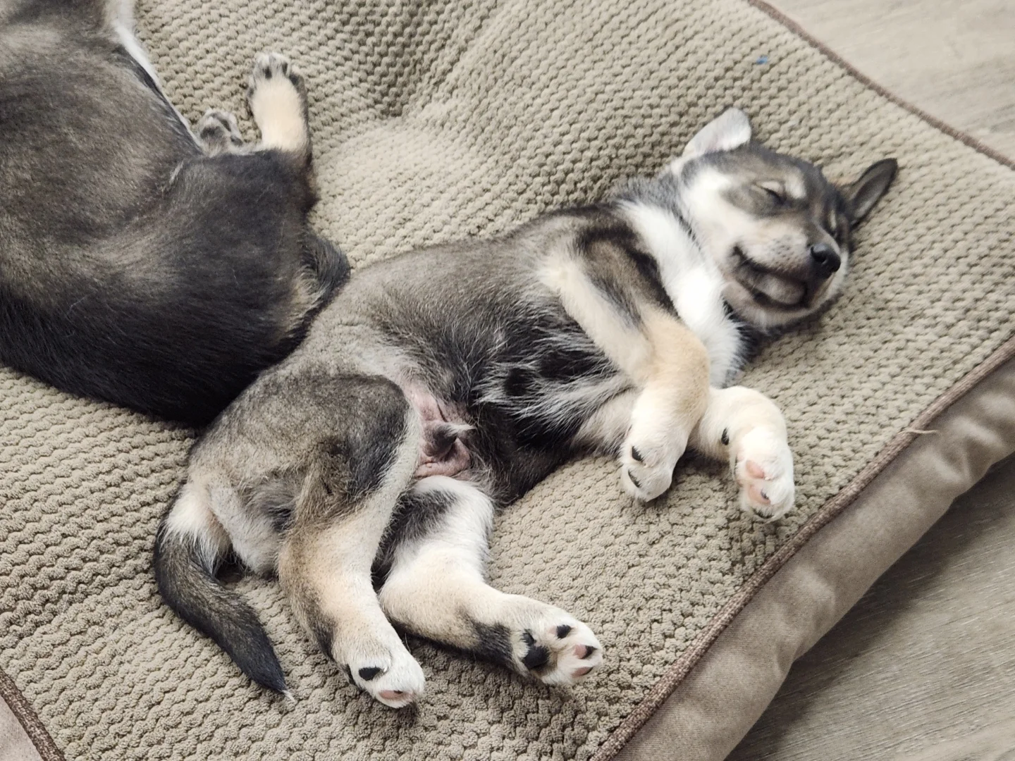 Sleepy Alaskan Husky Puppy