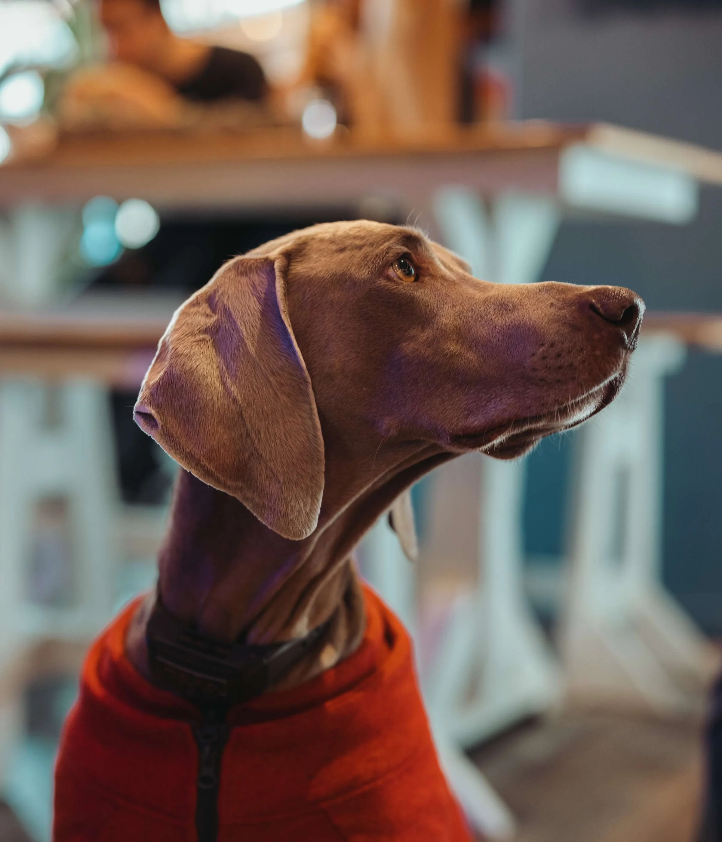 Weimaraner dog wearing a red sweater in a cozy cafe setting